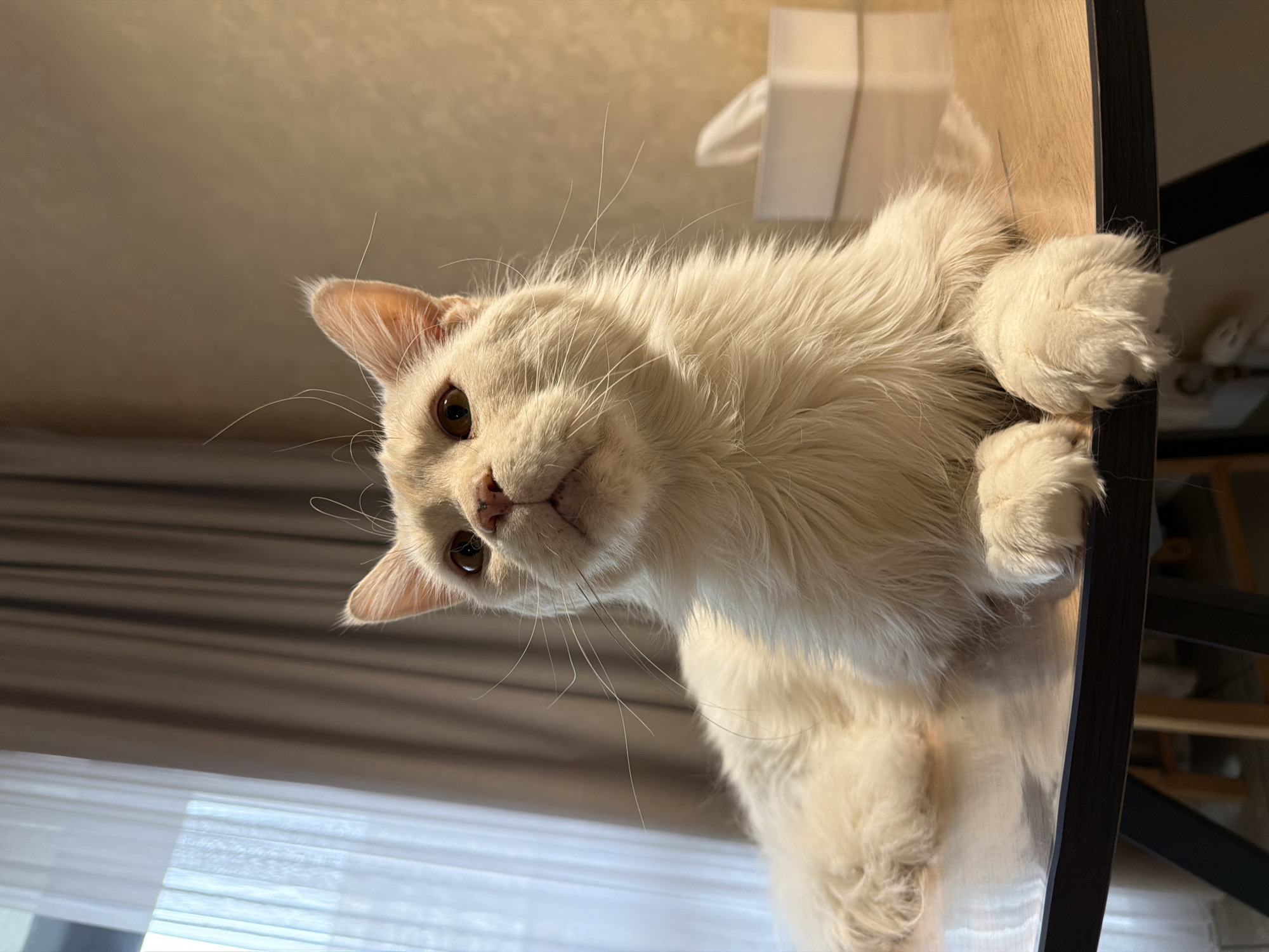 A low-angle shot of a white cat lying on a wooden surface with dark trim, likely a table or shelf. The cat's paws are visible near the edge, seemingly resting on the surface. The cat is looking down towards the viewer with its head tilted. The cat has amber eyes and long whiskers. In the background, a light-colored wall and a window with sheer curtains can be seen. There is no information suggesting this image was taken in Kazan, Russia.
