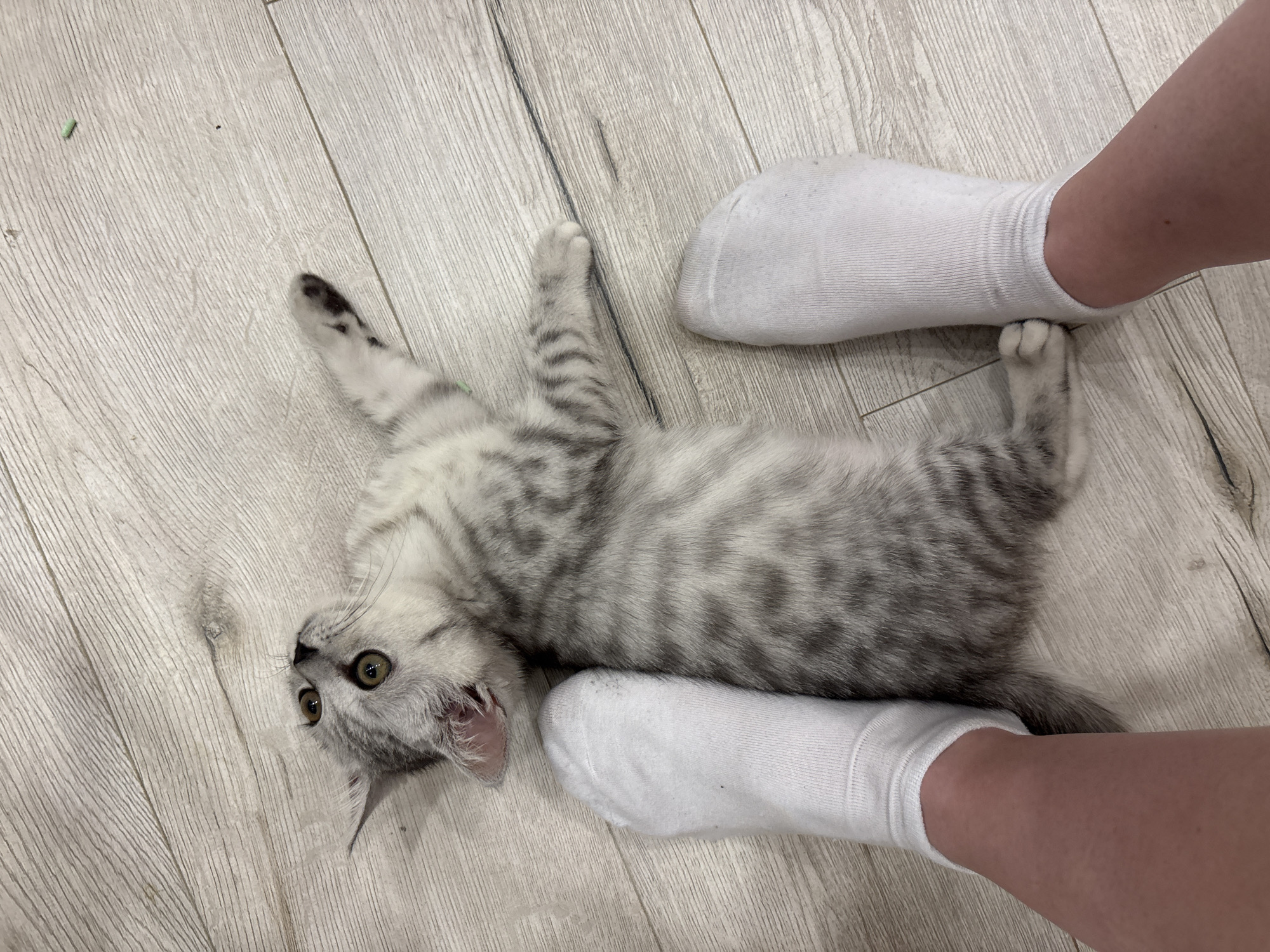 A kitten with gray tabby markings lies on a wood-grained floor, nestled between a person's feet wearing white socks. The kitten's head is turned towards the viewer, while its body extends between the person's feet. The kitten's paws extend both above and below the feet in the frame. The location is not possible to determine from the image, nor is it possible to determine a location inside the city of Izhevsk, Russia.