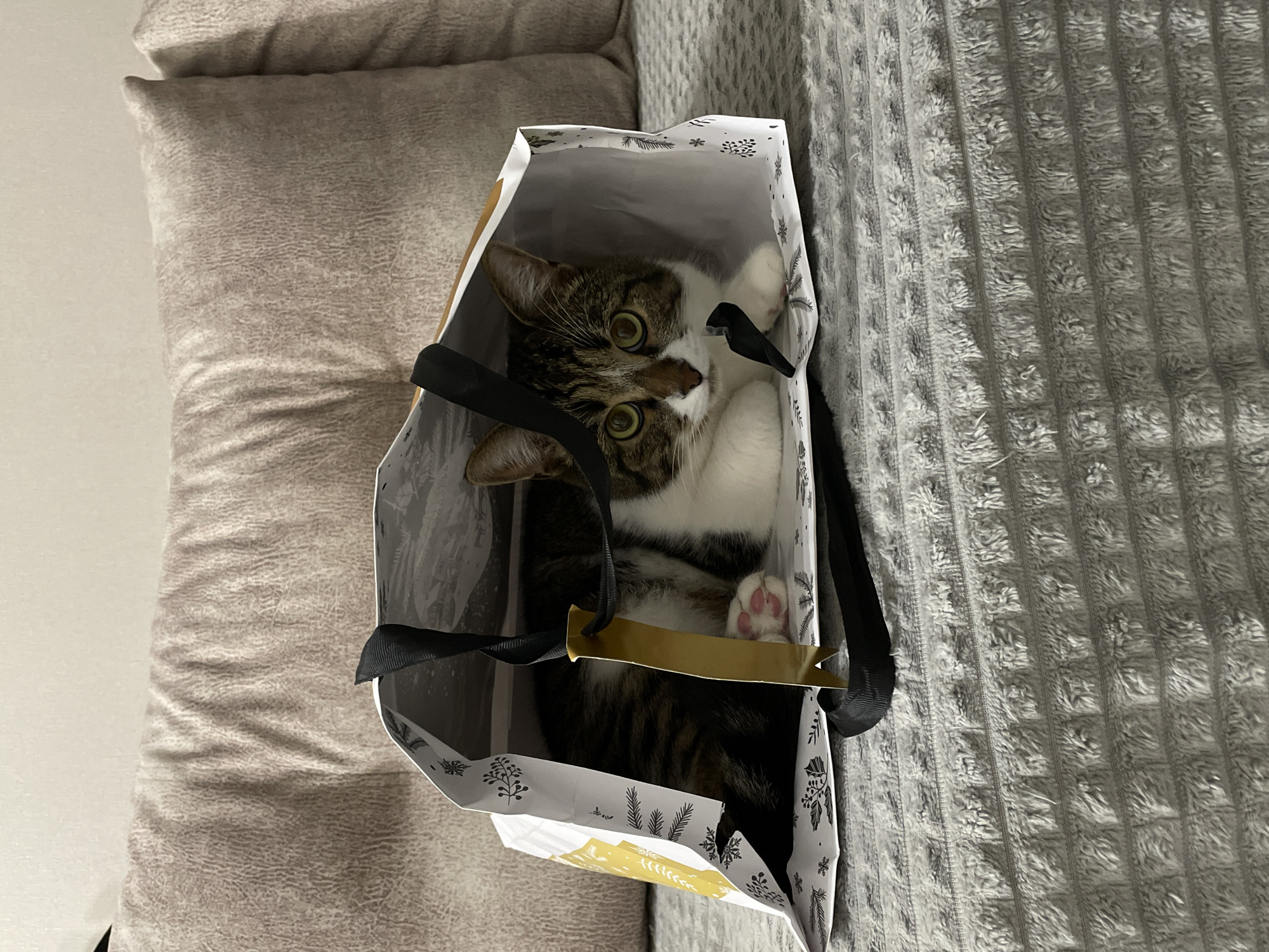 A tabby and white cat is inside a white paper gift bag with a black ribbon handle, which is sitting on a gray patterned fabric surface. The cat's face is visible, looking upward and slightly to the side, with a paw extended. The bag is decorated with a pattern of white and gold snowflakes and foliage. A beige cushion is partially visible in the background. The location is unknown and not necessarily Pervomaysky, Russia.