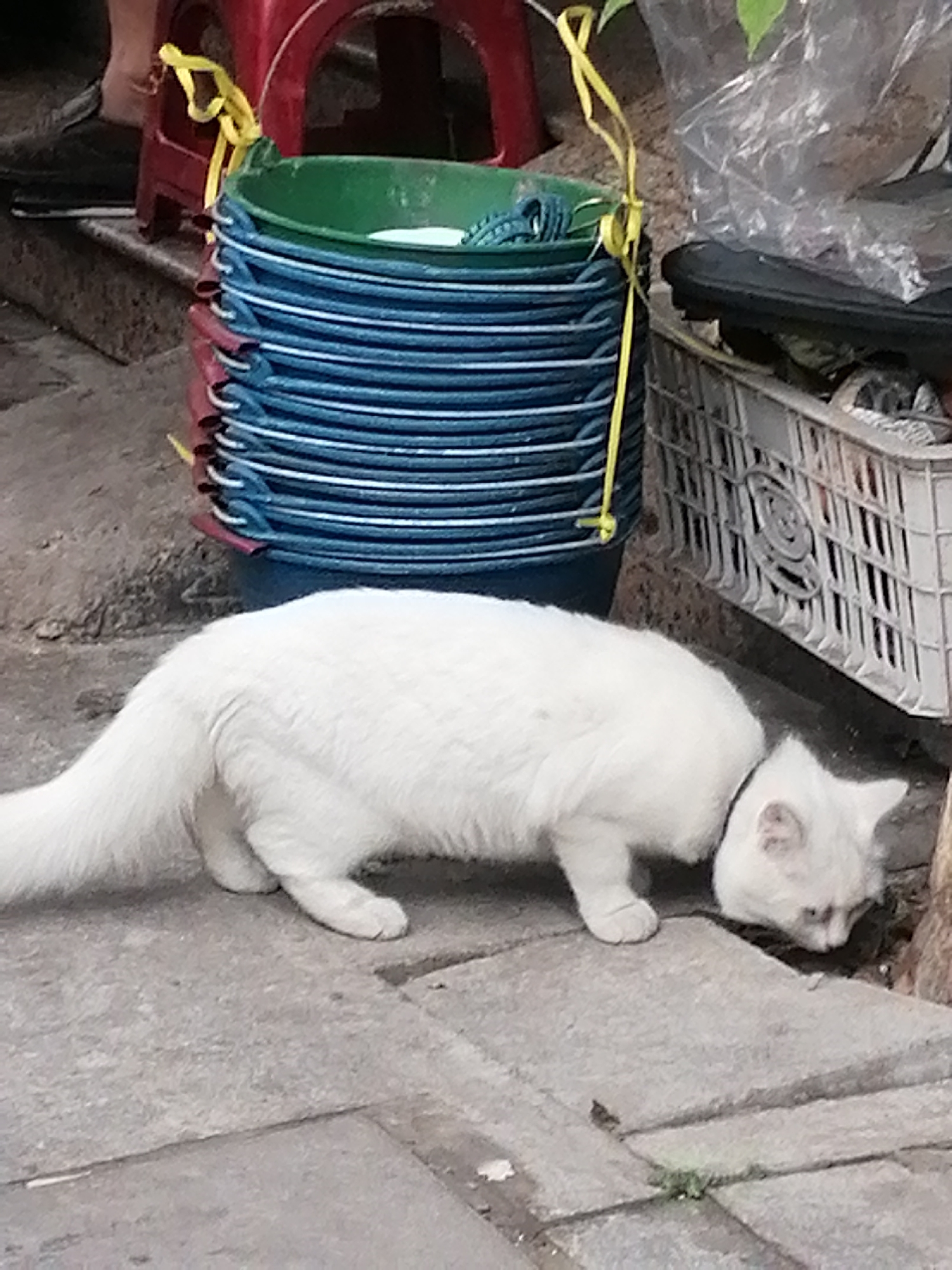 A white cat is sniffing the ground on a sidewalk in Bai Chay Ward, Vietnam. The cat is in the foreground, near the edge of the sidewalk. Behind the cat is a stack of colorful plastic bowls tied with yellow cord, sitting near a red stool and a white crate. The background is out of focus, but suggests an urban environment. The sidewalk is made of square concrete pavers.