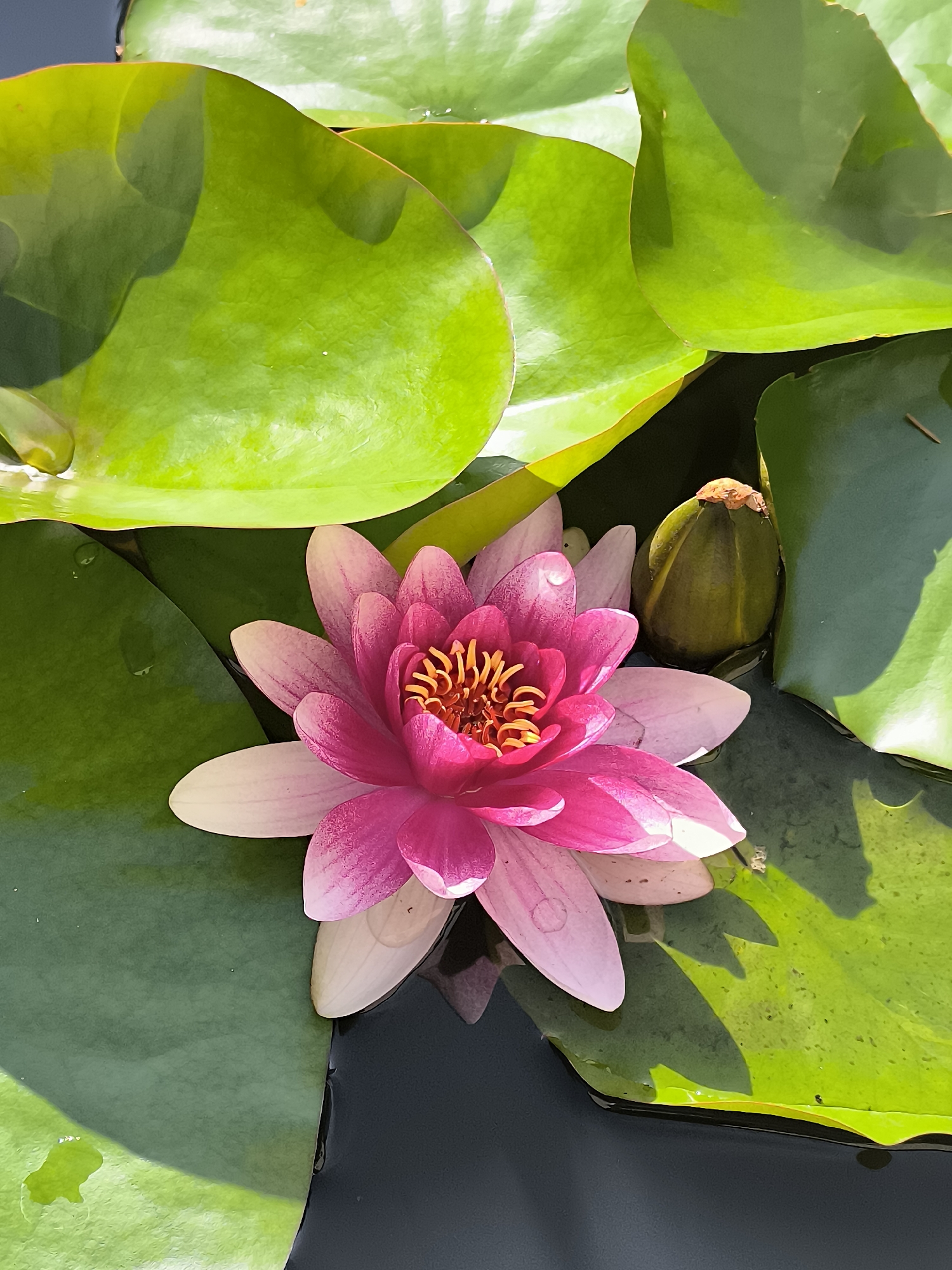 This is a close-up, top-down, full-frame shot of a pink water lily in a pond. The water lily is in the center of the frame, with its petals unfurled. The petals are a vibrant pink, with lighter pink and white edges. The center of the flower is filled with yellow stamens. To the right of the water lily, there is a green water lily bud. The water lily and bud are surrounded by large, green lily pads. The water in the pond is dark and reflective. The lighting suggests it is daytime, with the sun casting shadows on the lily pads. This scene is located in a pond in Žiaukos, Lithuania.