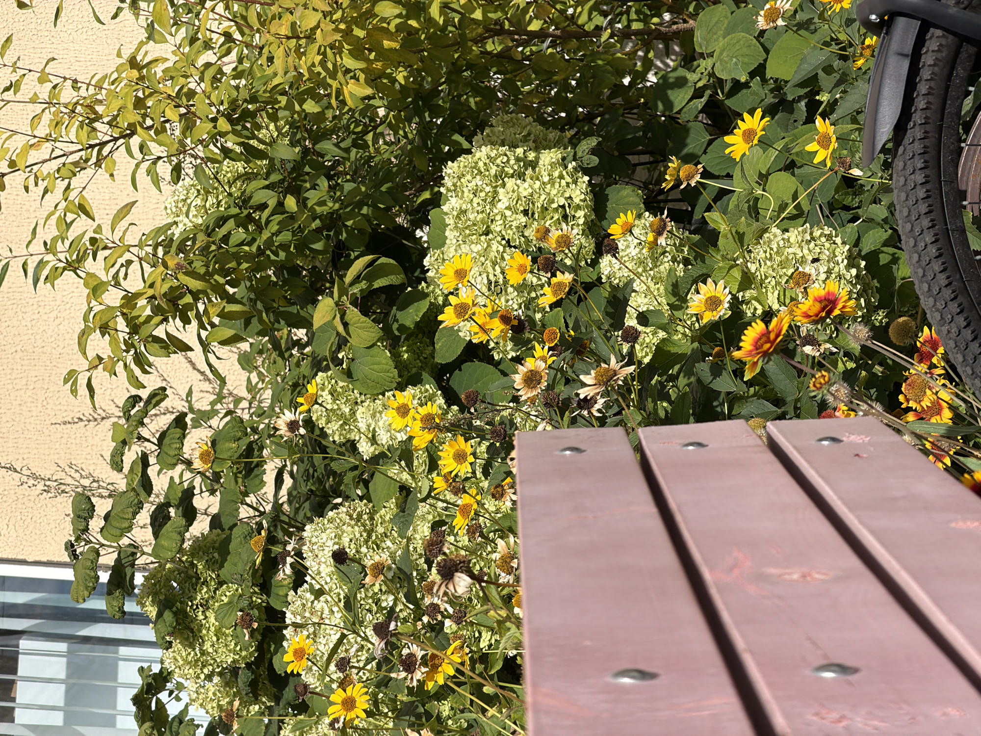 A close-up, eye-level shot captures a portion of a pink wooden bench in the foreground, with its slatted surface and visible metal screws. Behind the bench, a vibrant display of nature unfolds, featuring large clusters of light green hydrangea blooms and numerous yellow and orange flowers with darker centers. Green foliage and branches are interspersed throughout, creating a lush and natural backdrop. The scene is illuminated by bright sunlight, casting shadows and highlighting the textures of the plants. In the upper left corner, a sliver of a building with vertical window panes and a light yellow textured wall suggests an urban setting. The overall impression is one of a peaceful garden scene, likely in a park or private yard, with hints of an urban environment in the background. The specific location in the city of Minsk, Belarus, cannot be determined from the visual information alone.