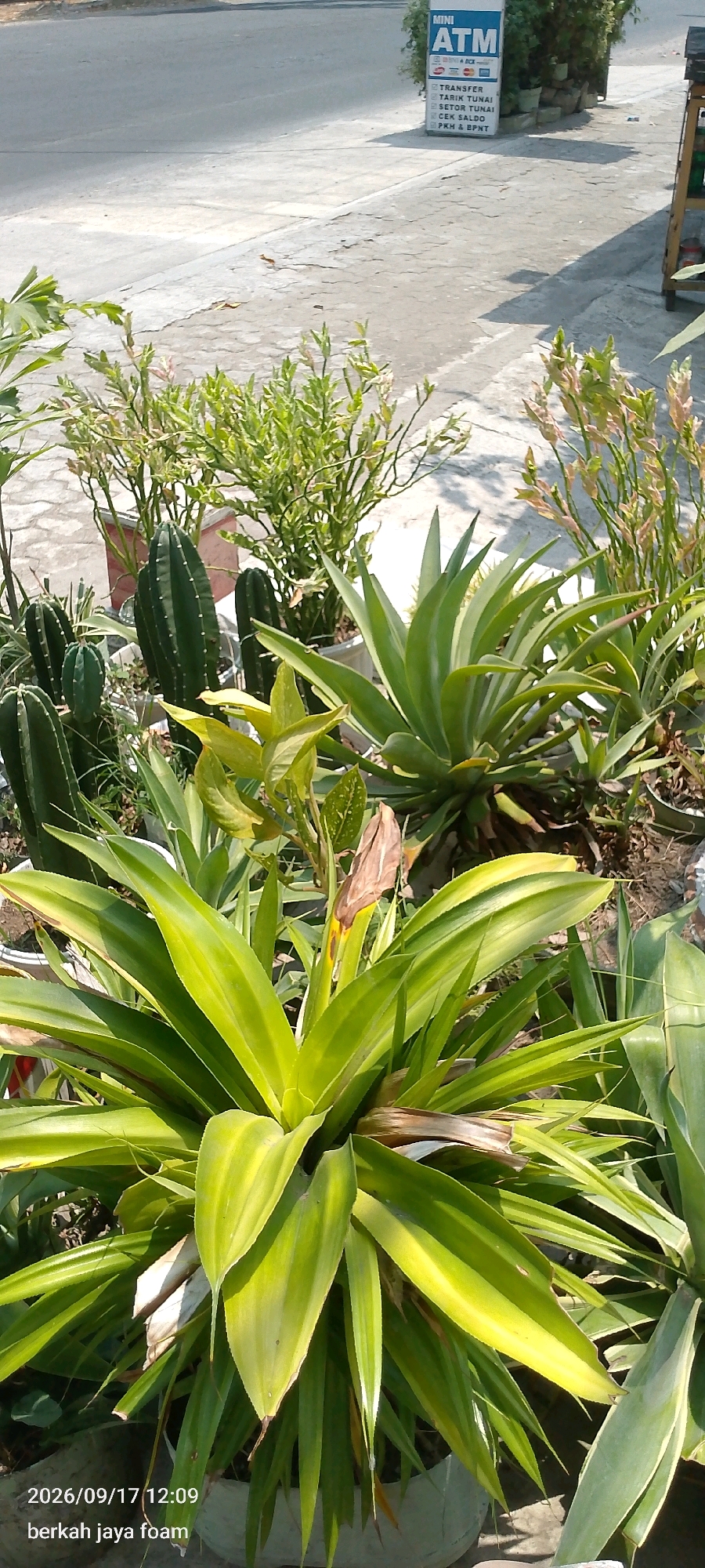 The image shows a collection of potted plants on a paved surface, likely a sidewalk or outdoor seating area, with a street visible in the background. To the left, there are several tall, dark green cacti with small white dots. Behind the cacti, there is a plant with thin, green, branching stems and small green leaves. In the center and to the right, there are large, lush green plants with long, pointed leaves. One of these plants, in the foreground, has broad, variegated leaves with yellow stripes. In the far background, there is a blue and white sign for a "MINI ATM" with text listing various banking services in Indonesian, such as "TRANSFER," "TARIK TUNAI," "SETOR TUNAI," "CEK SALDO," and "PKH & BPNT." The ground is a textured, light-colored pavement with cracks. The scene is lit by bright sunlight, casting shadows from the plants. The lower left corner of the image contains text overlay that reads "2026/09/17 12:09" and "berkah jaya foam." The location is identified as Kincang Wetan, Indonesia.