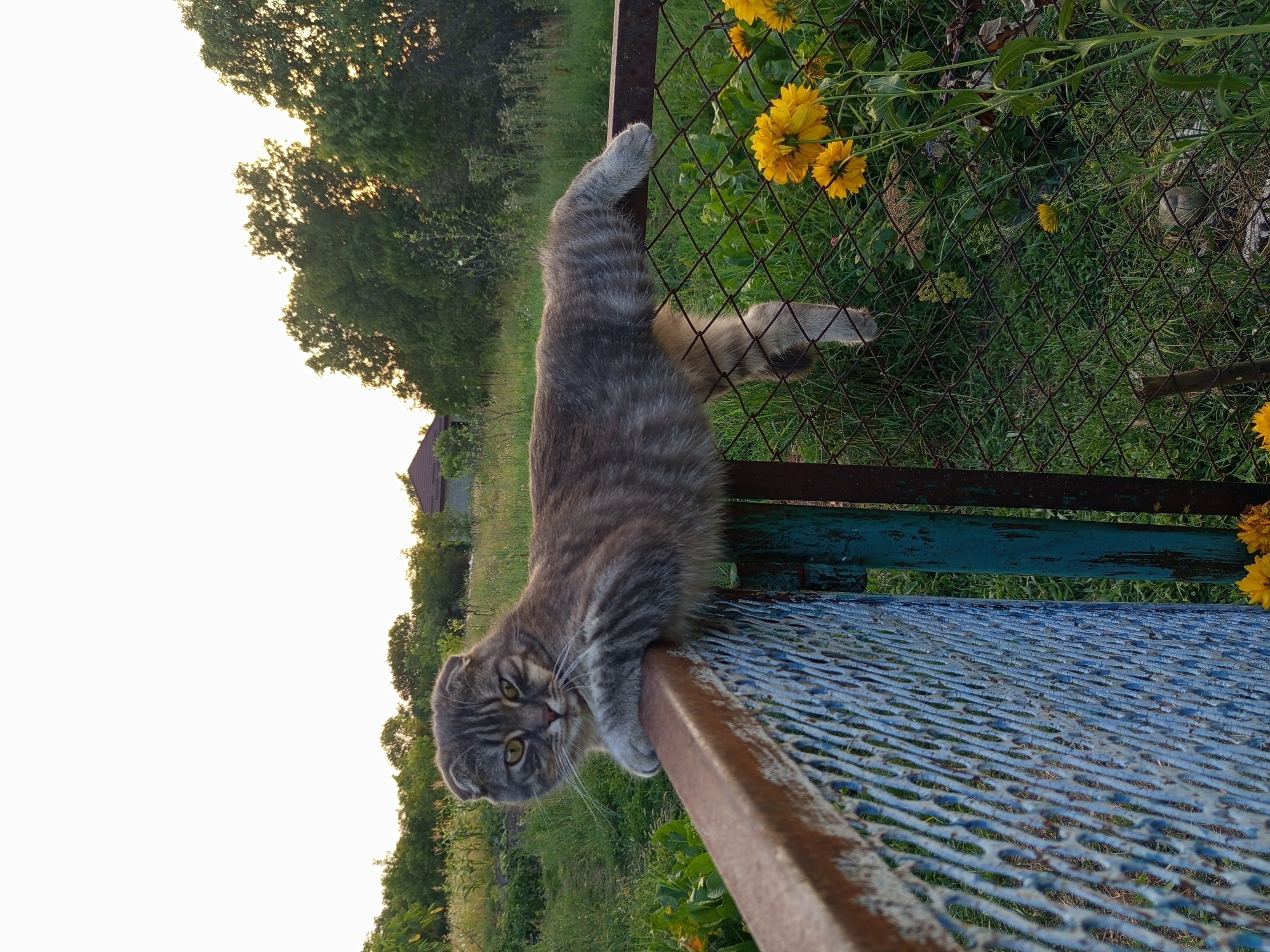 A Scottish Fold cat with grey tabby markings is resting on a rusty metal fence in a backyard in Kelermesskaya, Russia. The cat is positioned on its side, with its front paws draped over the top of the fence and its hind legs hanging down on the other side. The cat's fur is long and fluffy, and its ears are folded forward. The background of the image shows a lush green garden with tall trees and a house in the distance. The sun is setting, casting a warm golden light over the scene.