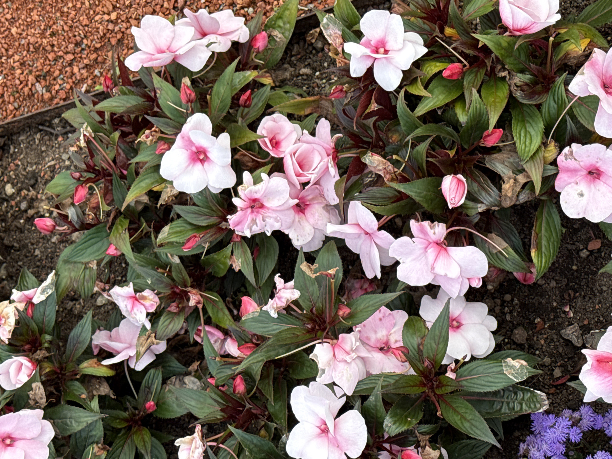 This is a close-up, eye-level, outdoor photograph of a dense planting of impatiens flowers, predominantly in shades of pink and white with some darker pink centers. The flowers are in various stages of bloom, with some fully open and others appearing as buds. Lush, dark green leaves with hints of burgundy stems surround the blossoms. The background consists of dark soil, with a small patch of reddish-brown gravel visible in the upper right quadrant. In the lower left corner, a small cluster of delicate, purple flowers is partially visible, contrasting with the impatiens. The lighting suggests it is daytime, with soft shadows indicating overcast conditions or shade. There are no people, animals, or man-made structures clearly identifiable within the frame, other than the implied garden setting. The scene is likely from a park, garden, or a residential flowerbed in Tallinn, Estonia, given the provided context.