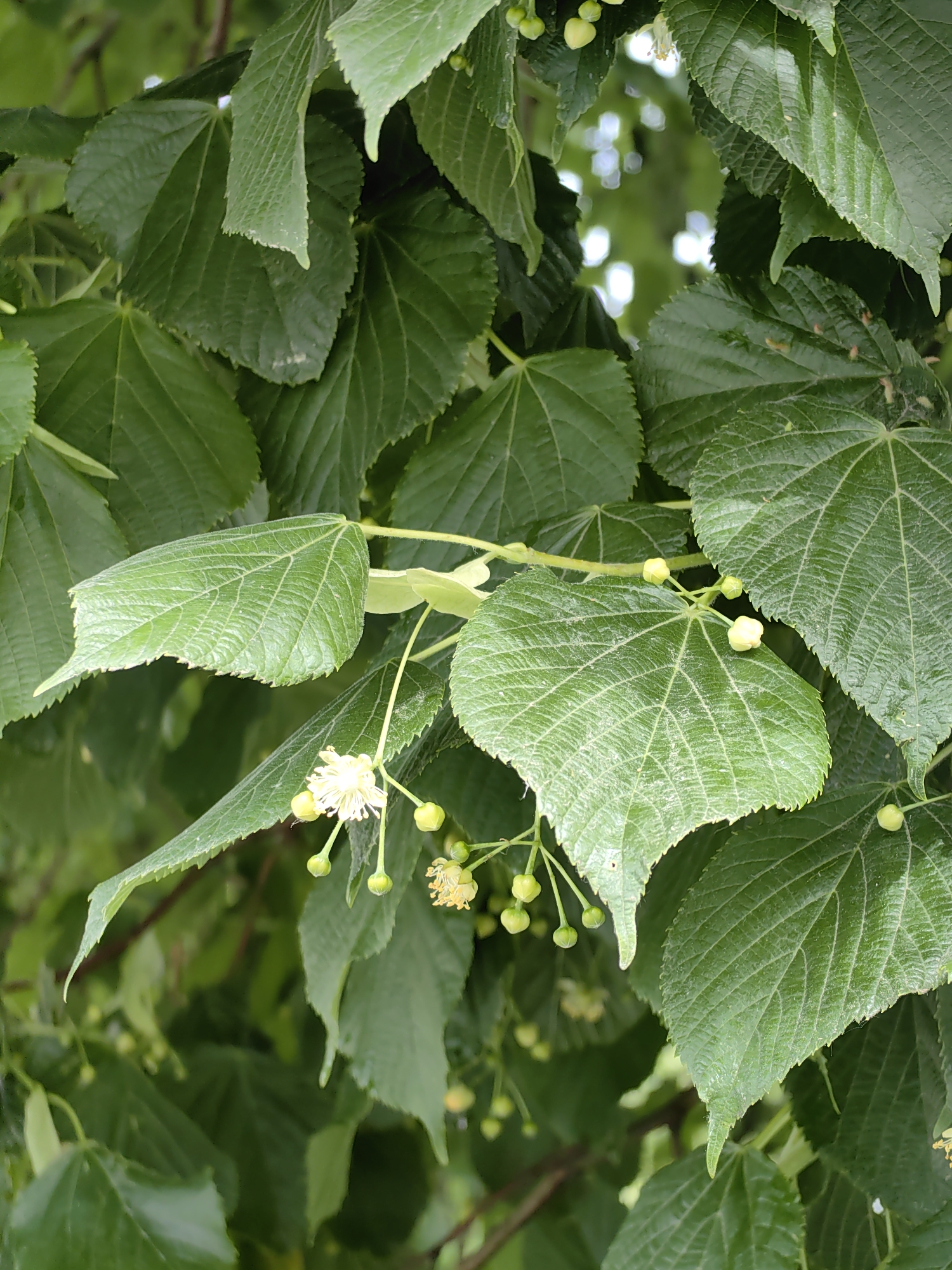 This is a close-up, vertical, eye-level shot of a linden tree's branches with leaves and developing flowers. The leaves are predominantly a deep green, with visible veins and serrated edges. Several small, pale yellow, nascent flowers are present, some with delicate white petals and yellow stamens. Small, green, bud-like fruits are also scattered among the flowers. The background consists of more blurred green foliage and dappled light, suggesting an outdoor setting. The scene is devoid of any people or man-made structures, focusing solely on the natural elements of the tree. The image captures the early stage of linden tree flowering and fruiting, likely in late spring or early summer. There is no specific information available within the image that would indicate a location within the city of Minsk, Belarus.