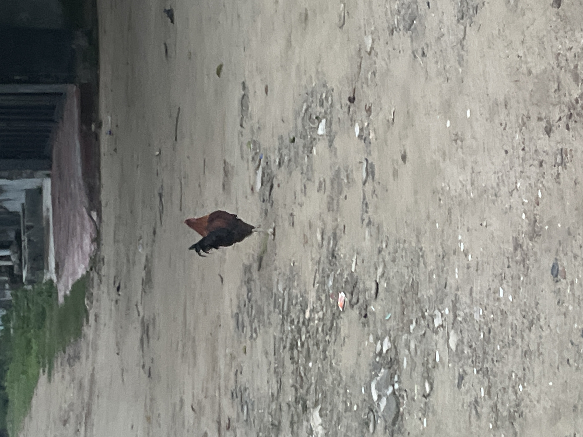 A single rooster stands in the middle of a dirt path in Ikorodu, Nigeria. The rooster is facing away from the viewer and is primarily brown and black with some red feathers on its neck. The path is covered in dirt, small stones, and debris, including some scattered white and red pieces of trash. In the background, there is a low wall with some vegetation growing along the top. Beyond the wall, a building with dark vertical structures can be seen. The sky is not visible.