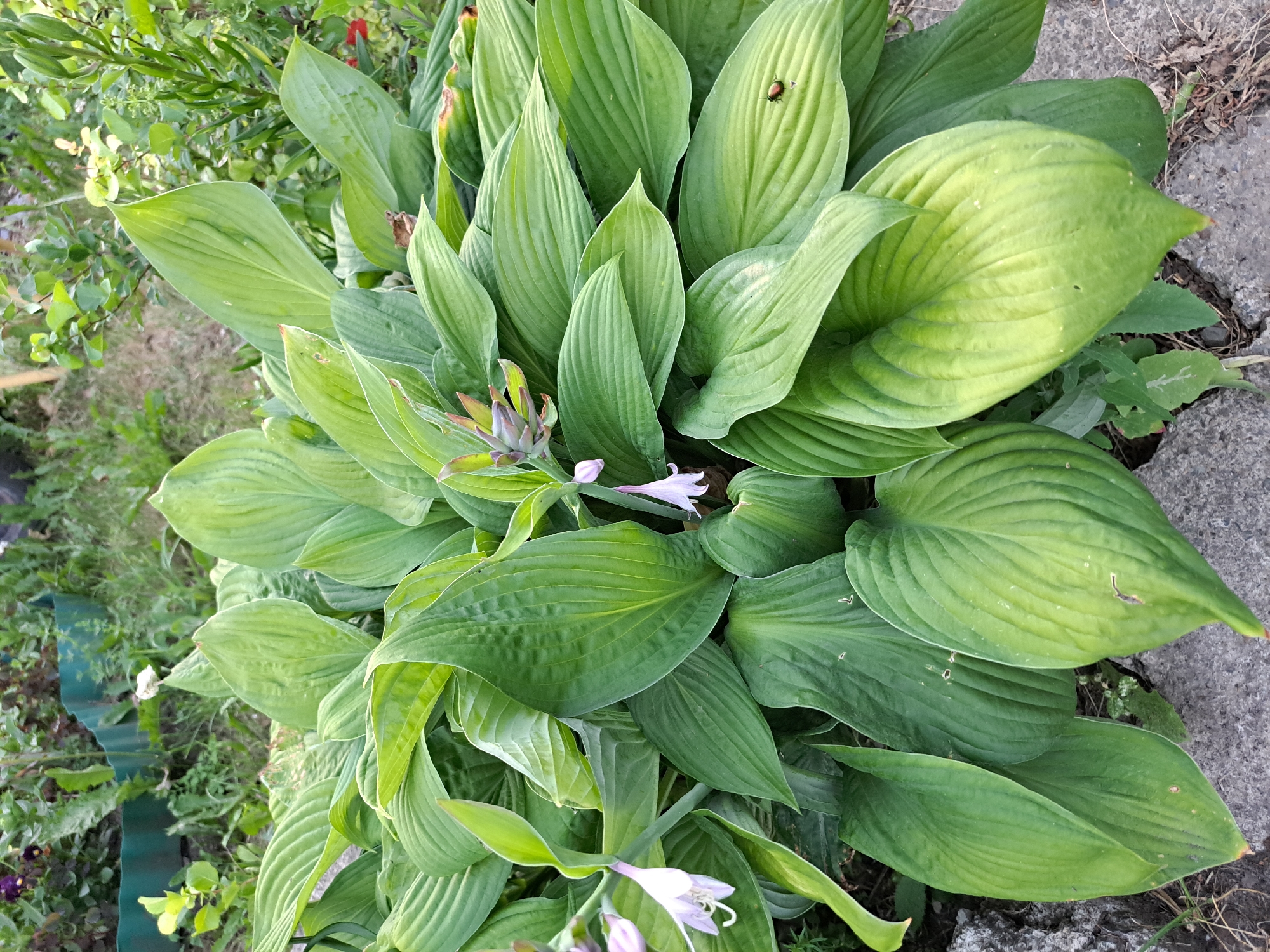 A close-up, top-down shot shows a large hosta plant with broad, green leaves. Several delicate, pale purple flowers are emerging from the plant's center. A small ladybug is visible on one of the upper leaves. The plant is situated outdoors, near a grey concrete surface and surrounded by other greenery. The lighting suggests it is daytime, possibly late morning or early afternoon, with no indication of specific weather conditions. The scene is likely a garden or park in Chernetsk, Russia. There is no visible text in the image.
