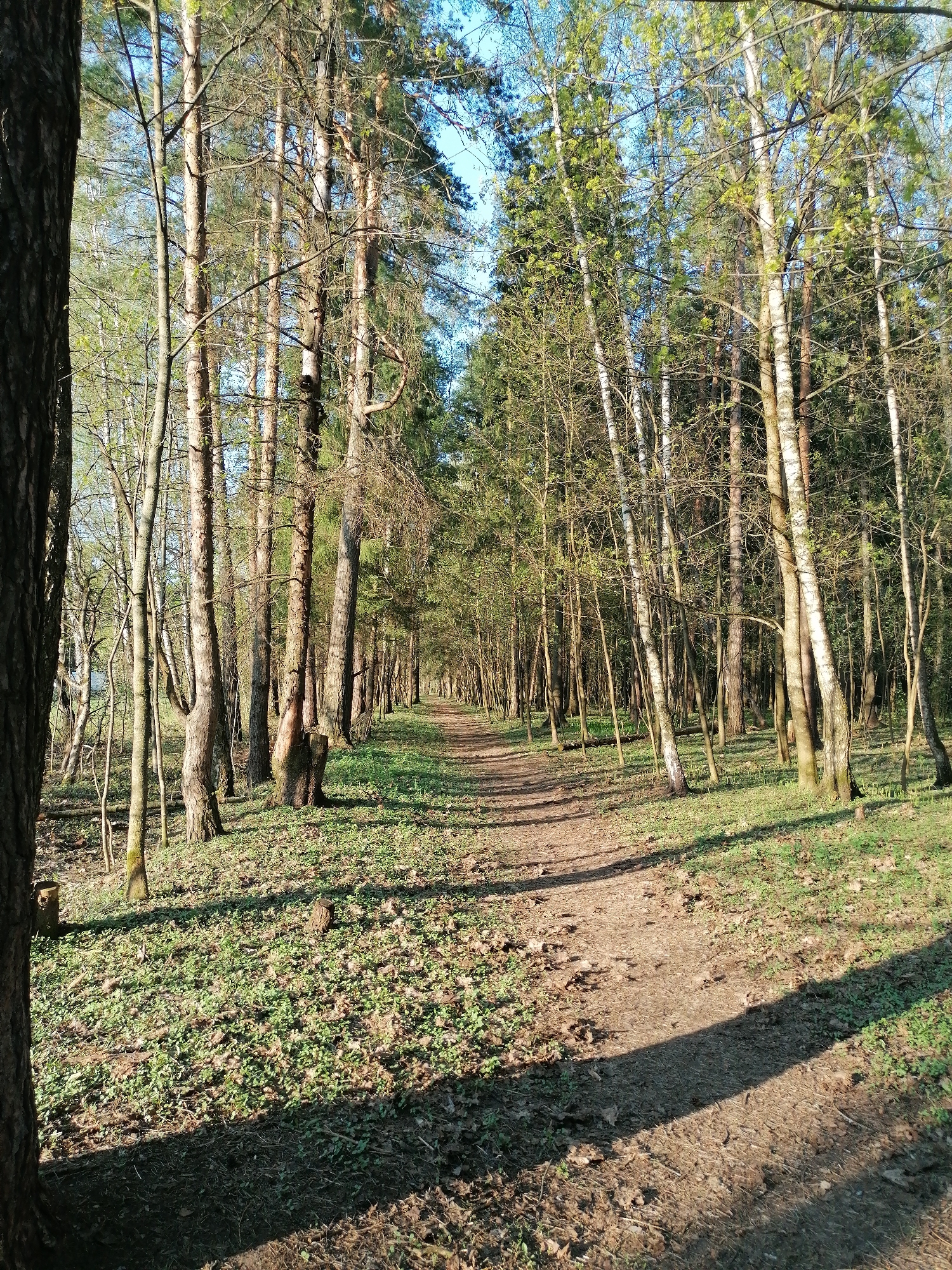 The image depicts a dirt path running through a forest. Tall trees line both sides of the path, creating a tunnel-like effect. The ground is covered in fallen leaves and some patches of green vegetation. The light is dappled, with areas of sunlight and shadow. The scene appears to be a nature trail. The location is unknown.