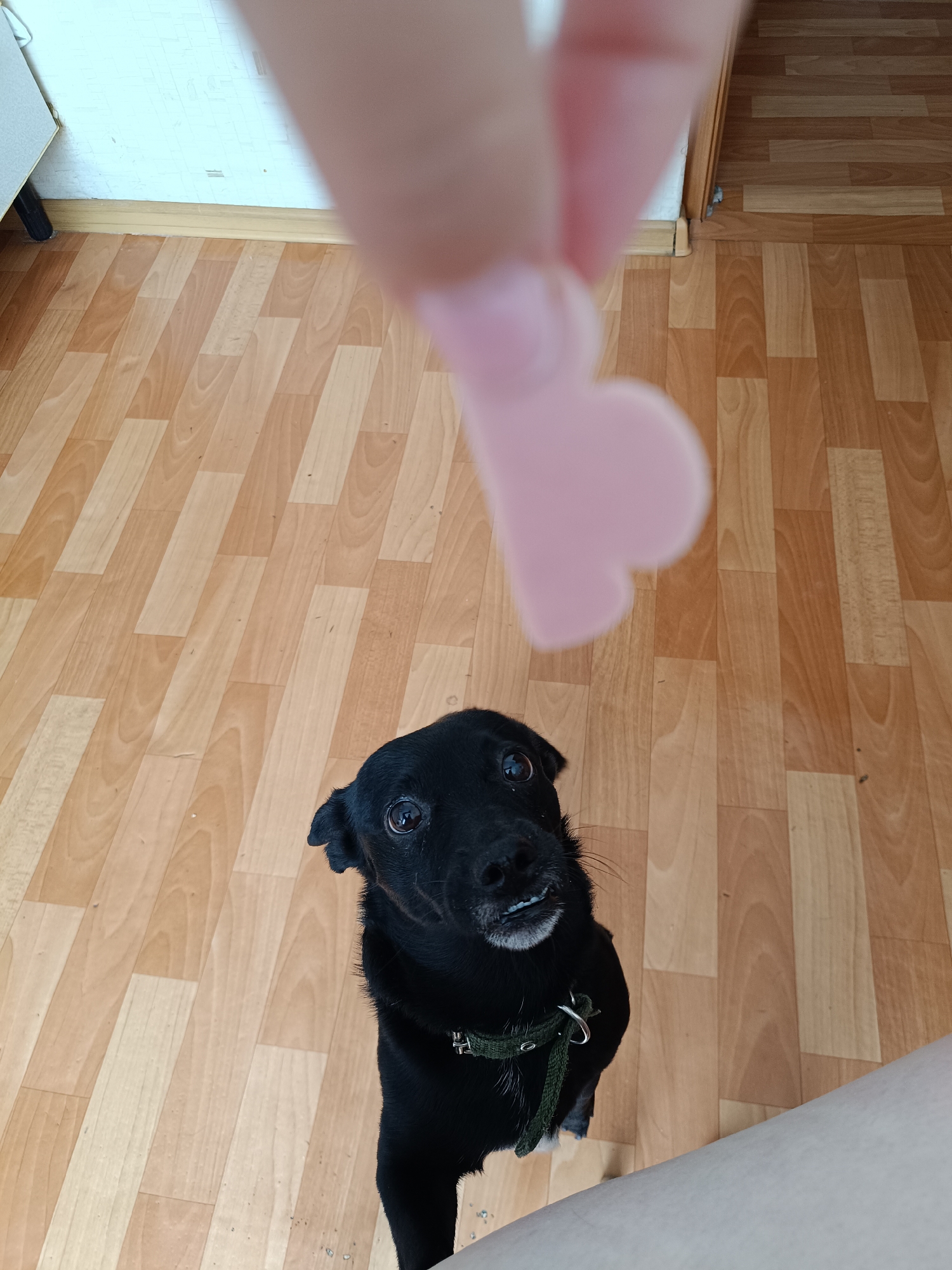 A black, medium-sized dog with a green collar is standing on its hind legs and looking up at a pink, heart-shaped object held by a person's hand. The dog has visible teeth. The scene appears to be indoors on a wooden floor, possibly inside a home. The location is Tobolsk, Russia, as indicated by the prompts.