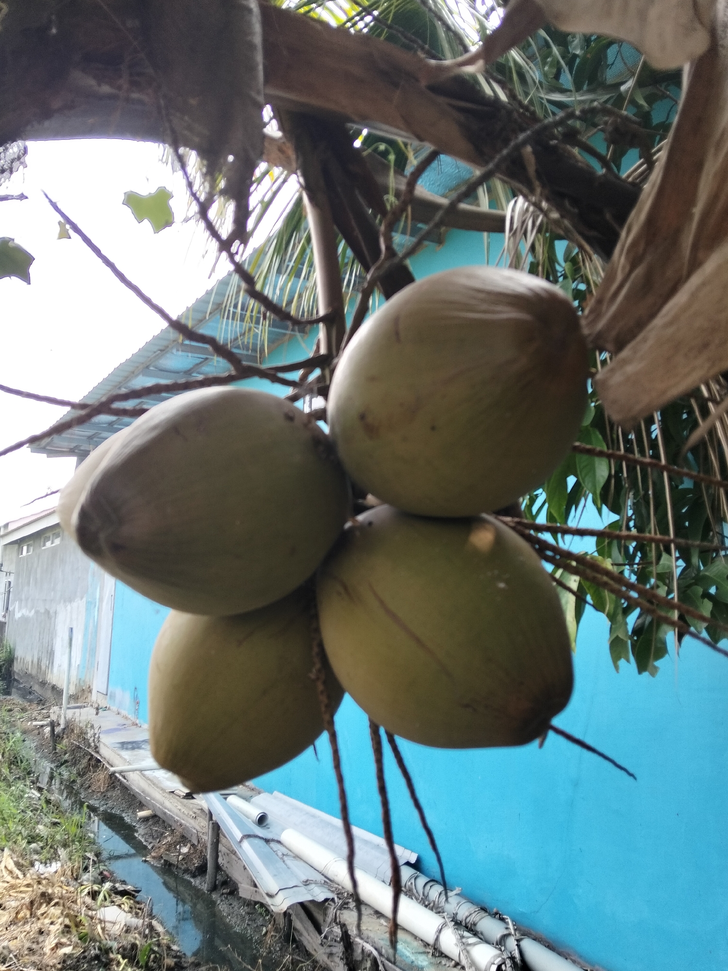 In the city of Teluk Kapuas, Indonesia, a cluster of four young coconuts hangs from a tree. They are light green in color and are attached to thick brown stems, some of which are dried and brittle. The coconuts are positioned against a backdrop of a bright blue wall and the roof of a building with a corrugated metal roof. A narrow waterway or drainage ditch runs along the bottom of the image, with debris and vegetation visible along its banks. The overall scene suggests an outdoor environment, possibly a rural or semi-urban area, with the presence of both natural elements and man-made structures.