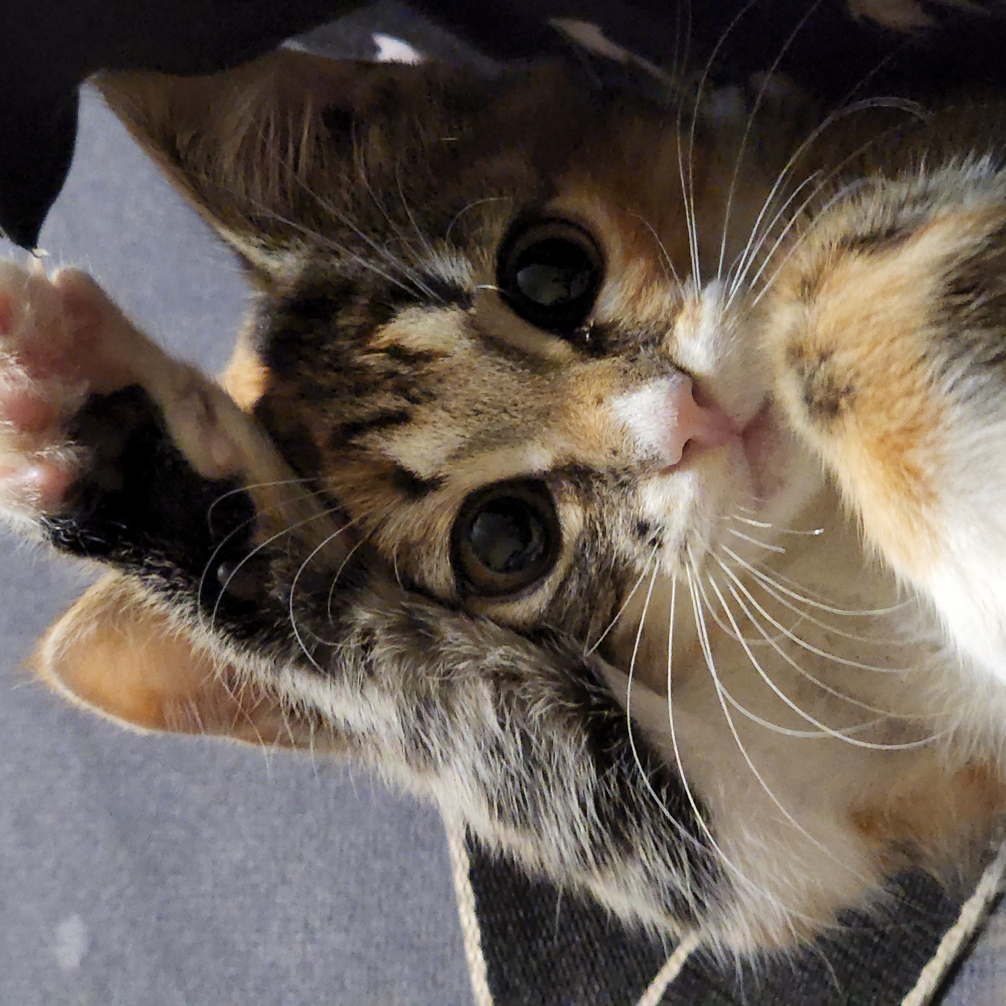 A close-up, eye-level, medium shot captures a calico kitten peeking out from within a dark, textured object, possibly a bag or carrier. The kitten's head is tilted slightly upwards and to the left, with its right paw raised near its head. Its large, dark eyes are open and looking directly at the camera, conveying curiosity. The kitten's fur exhibits a mix of white, brown, black, and orange patches. Its whiskers are prominent and white, fanning out from its muzzle. A tiny droplet of liquid is visible beneath its mouth. The background is a soft, mottled gray. The image quality is sharp, with good lighting that highlights the kitten's features. There is no visible indication of location in Moscow, Russia, or any other geographical context.