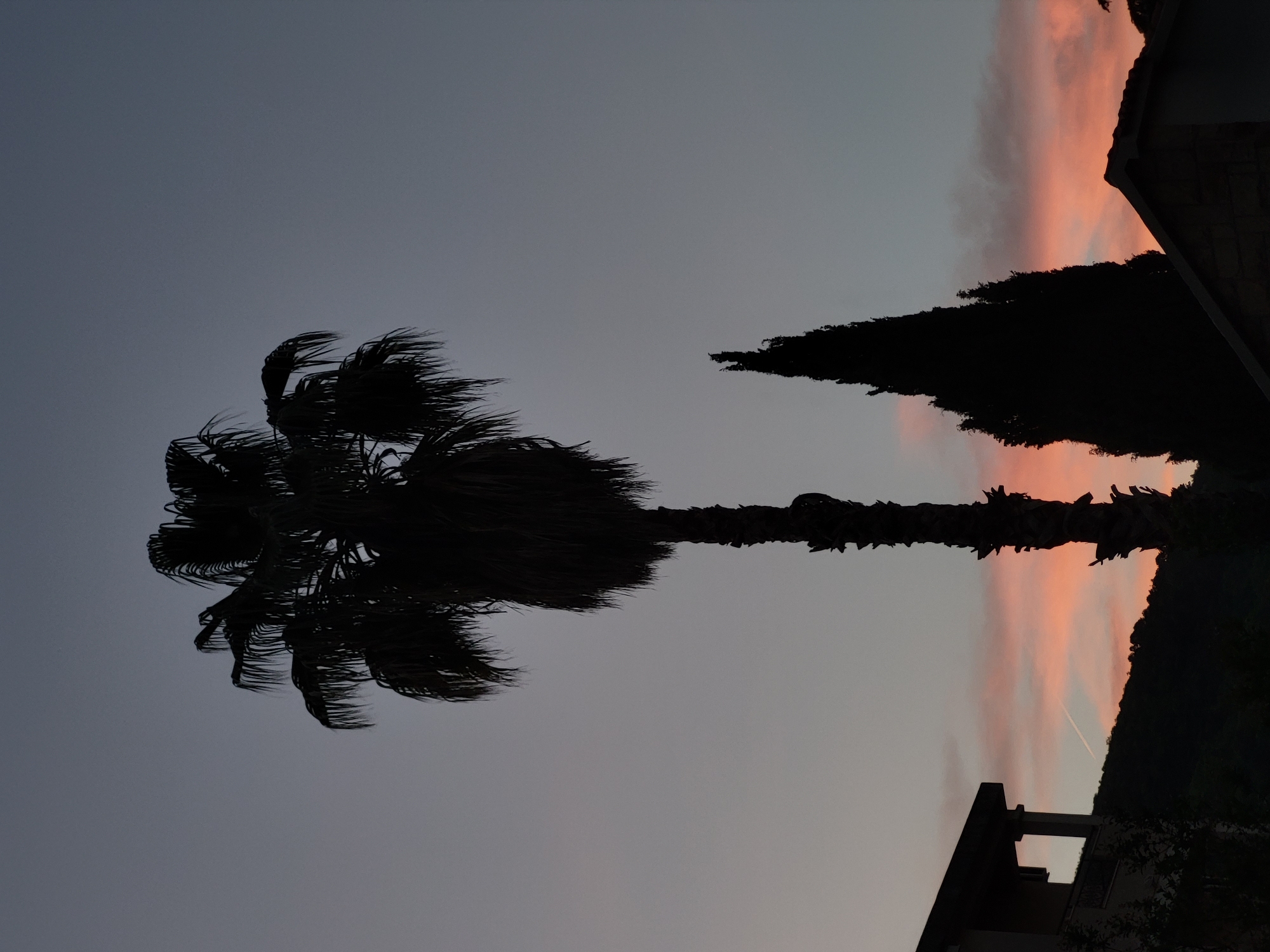 The image presents a tranquil outdoor scene at dusk in Budva, Montenegro, characterized by strong silhouettes against a twilight sky.
A prominent palm tree stands vertically on the left side, its dark fronds appearing somewhat blurred, suggesting movement from a breeze. To its right, a tall, slender coniferous tree, likely a cypress, also forms a distinct dark silhouette. In the lower right corner, the dark roofline and upper section of a building are partially visible, completing the foreground elements.
The sky occupies the majority of the frame, transitioning from a muted grey-blue at the top to a striking horizontal band of soft pink and orange clouds across the middle-right section, indicating a sunset. A faint, thin white airplane contrail is visible within this colorful cloud band. The dark, undulating silhouette of distant hills or mountains forms the horizon line beyond the trees and building. The entire scene is backlit, creating dramatic contrasts and emphasizing the forms of the trees, building, and landscape against the colorful sky. No explicit activity is depicted, and there is no visible text.