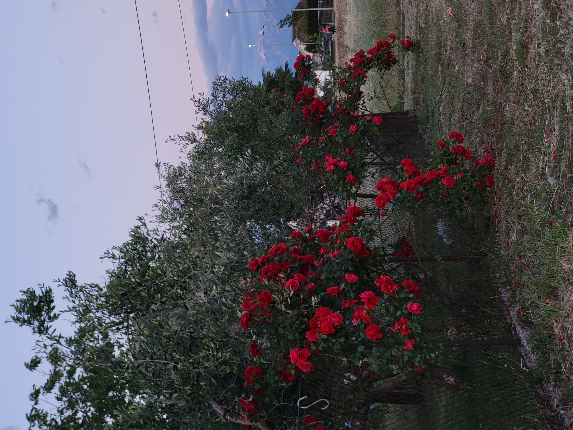 The image captures an outdoor twilight scene in Mahala, Montenegro, showcasing a blend of natural flora and distant artificial structures. The photograph appears to be taken during either dusk or dawn, indicated by the soft, pastel hues of the sky and the illuminated streetlights.

In the foreground and midground, a dense arrangement of vibrant red roses blooms profusely, their rich color standing out against the dark green foliage of several large trees, likely olive trees, which dominate the left and central parts of the frame. The roses appear to be growing on bushes or climbing along a dark, mesh fence that runs horizontally across the lower and central portions of the image. To the right, the ground is covered in dry, light brown grass, with scattered patches of green.

In the background, behind the trees and roses, a small, light-colored building is visible. Two tall streetlights, their lamps glowing, stand out against the landscape, illuminating a mountainous range in the far distance. These mountains show lighter patches, possibly snow or bare rock. The sky above these features transitions from a soft, pale pink and lavender near the horizon to a light blue higher up, with a few wispy clouds scattered across. Thin, dark power lines stretch across the upper part of the sky.

There are no people or specific activities depicted in the image. No visible text is present. The overall mood is tranquil and serene, capturing the quiet beauty of a transition period between day and night in a scenic, semi-rural setting.