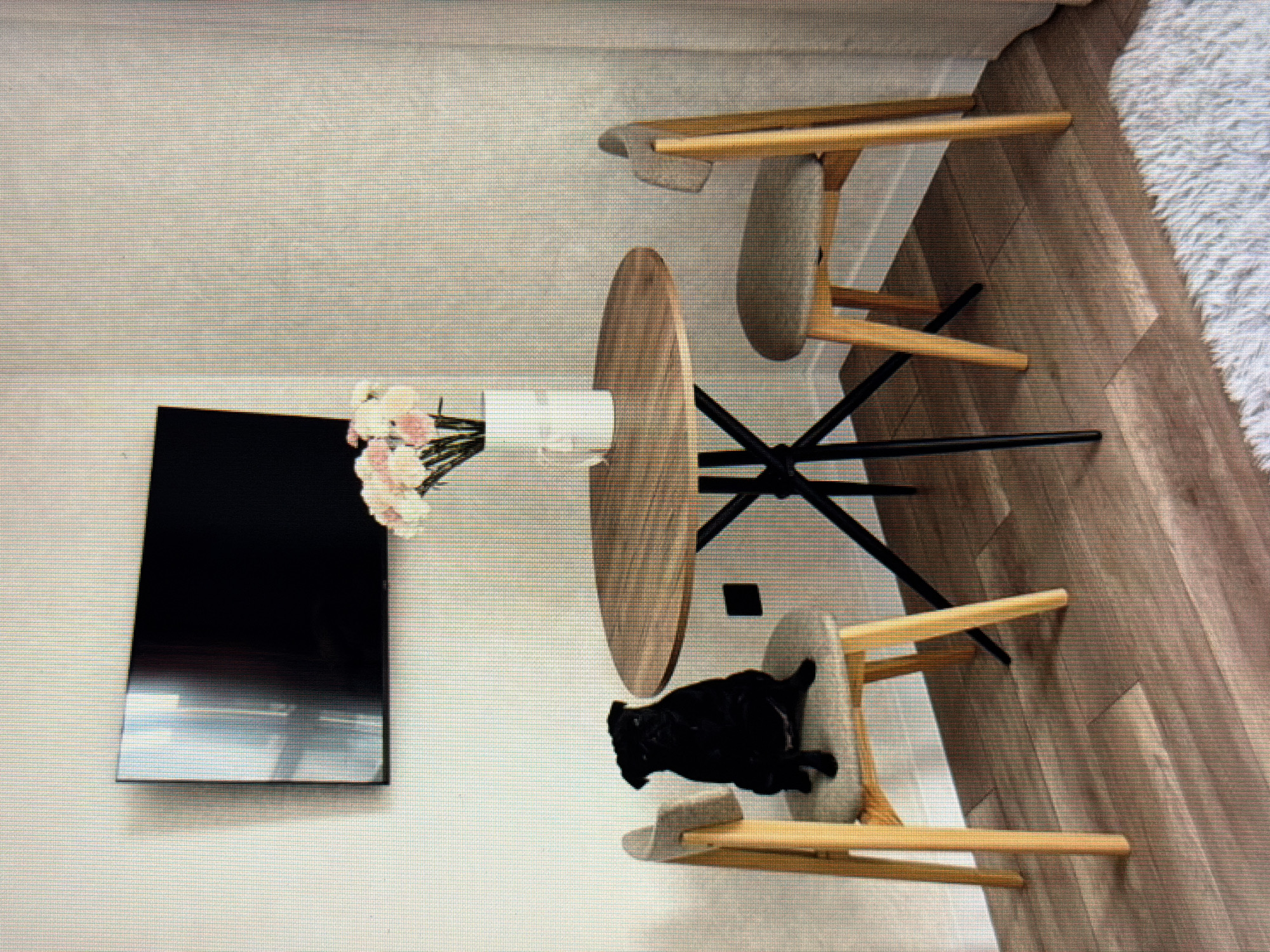 In a brightly lit room with textured white walls, a black pug sits attentively on a light gray cushioned chair. To the left of the pug, a flat-screen television is mounted on the wall. In the center of the scene, a round wooden table with a black tripod base stands, adorned with a white vase holding a bouquet of pink and white flowers. To the right of the table, another light gray cushioned chair with wooden legs is empty. The floor is covered with wooden planks, and a portion of a white shaggy rug is visible in the foreground. The overall impression is that of a modern, domestic setting, possibly in an apartment in Sirius, Russia.