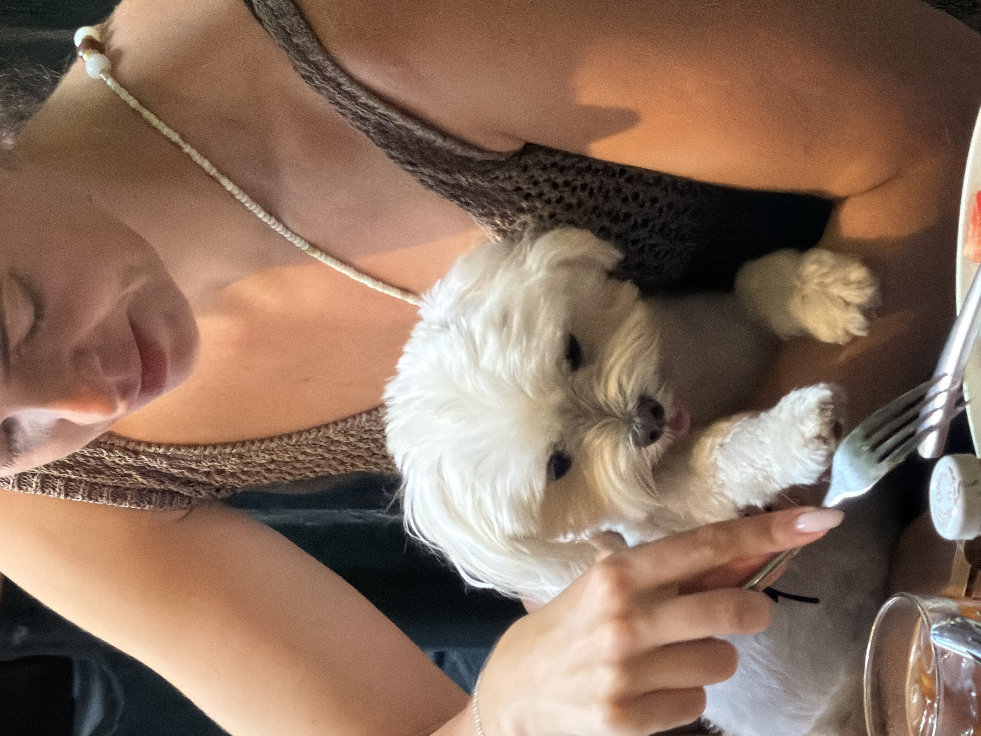 A woman is holding a small white dog with long fur. The dog is looking at a fork being held near it. The woman has tan skin and is wearing a brown, woven top and a white beaded necklace. She also wears a silver bracelet on her wrist. In the background, a glass filled with a beverage and a small white object can be seen. The image was most likely taken indoors. There is no information in the image about location in Đà Nẵng, Vietnam.
