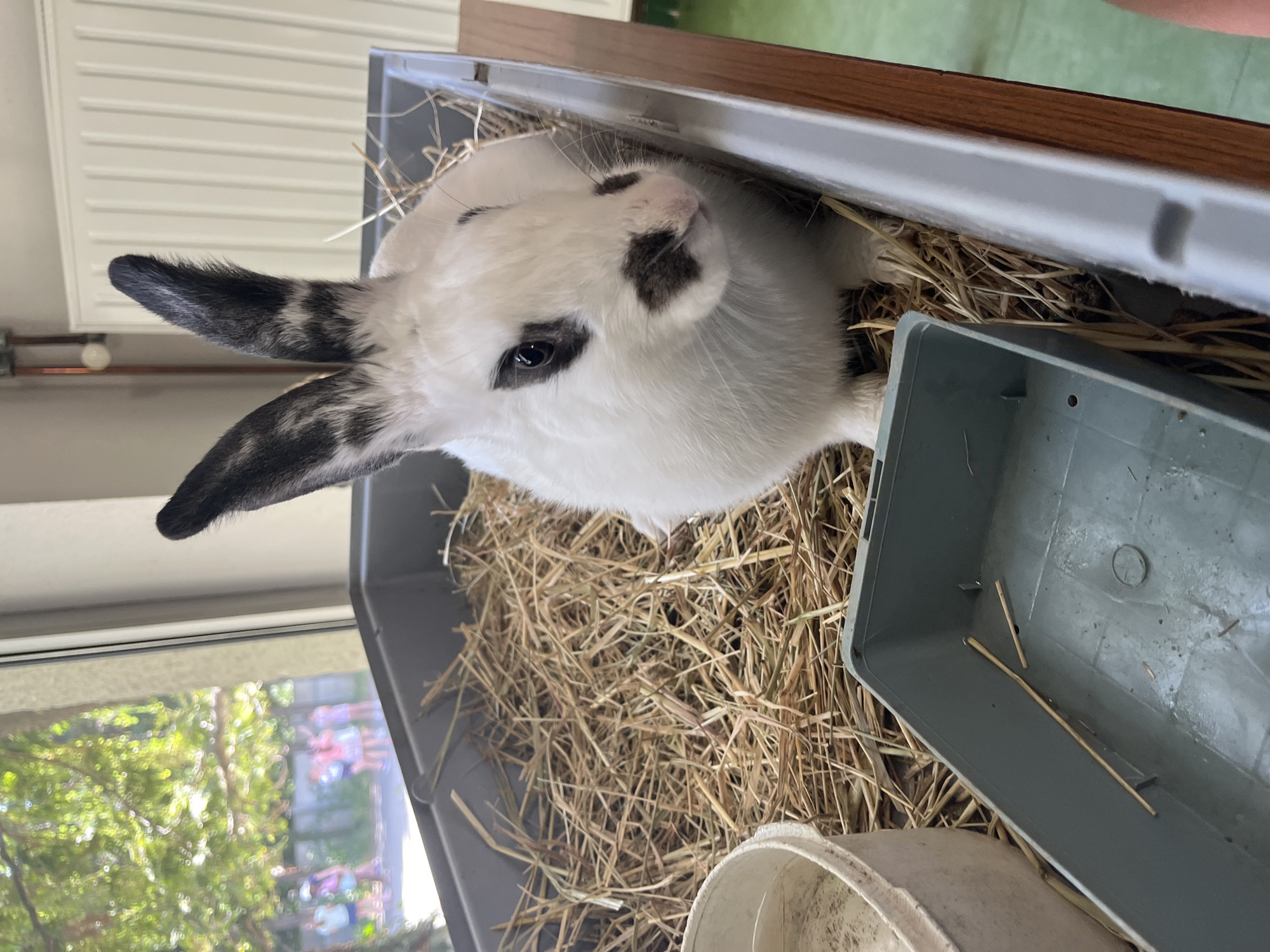A white rabbit with black markings on its ears and face sits in a grey plastic enclosure filled with straw. To the left of the rabbit, a white bucket with some white powder is visible. In the background, through a window, a group of children are blurred and appear to be standing outside under trees. To the right of the enclosure is a white radiator. The enclosure is placed on a wooden surface, which rests on a green floor. The scene is indoors.