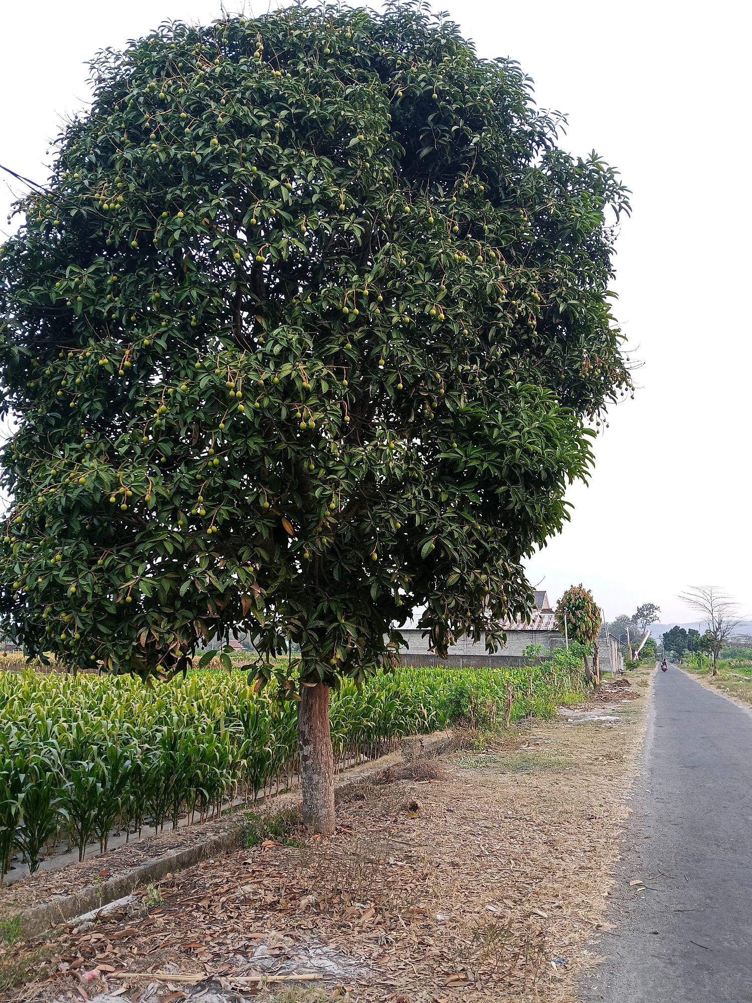 The image shows a rural road in Gogodeso, Indonesia, bordered by a cornfield and a large, fruit-bearing tree. The road is paved and curves gently to the right. A single motorcycle is visible in the distance on the road. To the left of the road, a lush green cornfield stretches into the background, with rows of young corn plants. A tall, leafy tree stands prominently in the foreground, laden with small, green fruits, likely mangoes. The ground beside the road and the tree is covered in dry leaves and dirt. In the background, there are some simple buildings and other trees, with a hazy, pale sky overhead. The scene depicts a tranquil agricultural landscape.