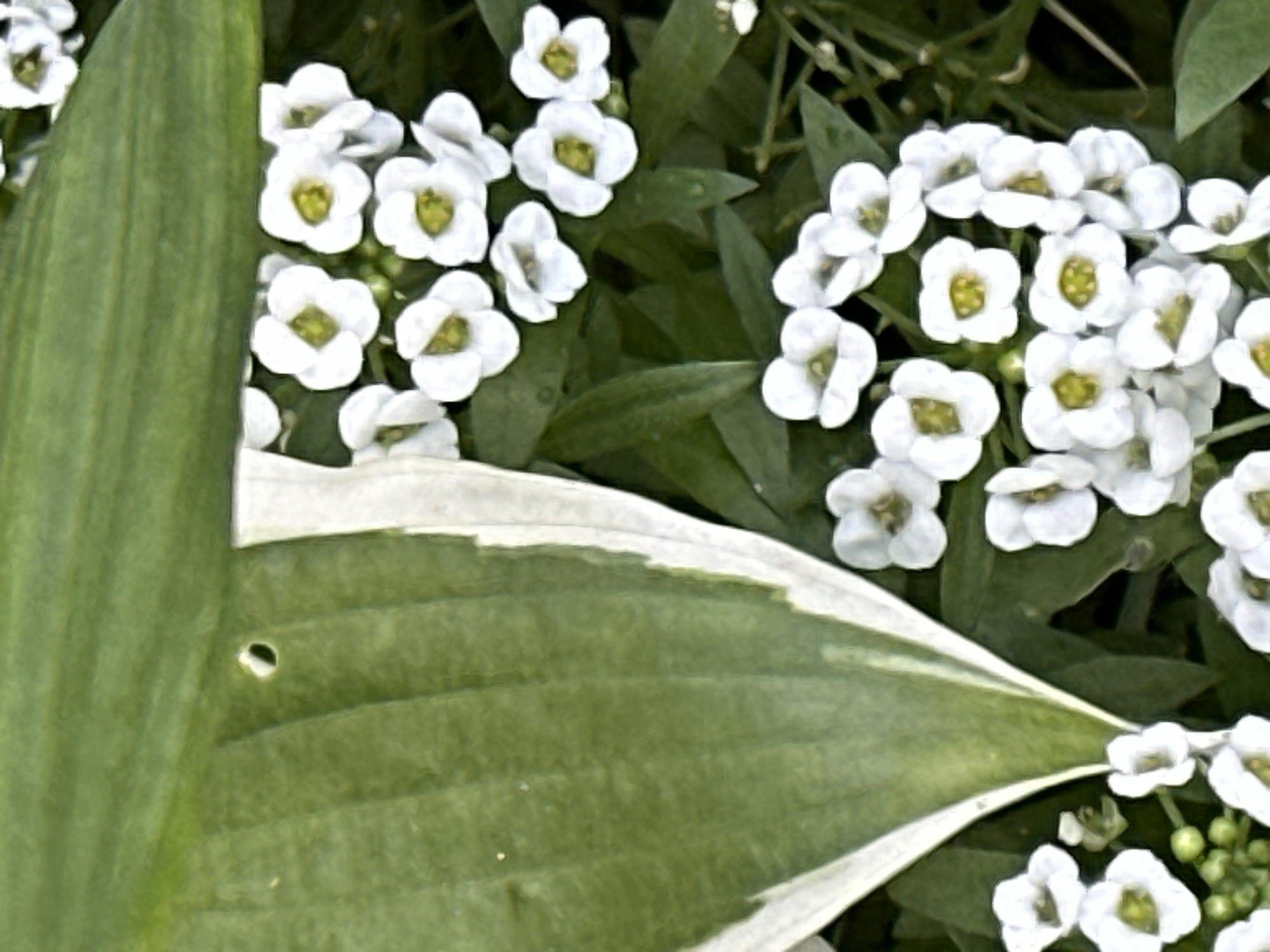 The image shows a close-up of white flowers with green centers, clustered together against a background of green leaves. A large, variegated leaf with white edges is prominent in the left half of the frame, partially obscuring some of the flowers. The lighting suggests an outdoor setting, possibly a garden. No people or specific landmarks are visible, so the location in Podolsk, Russia, cannot be determined from the image alone.