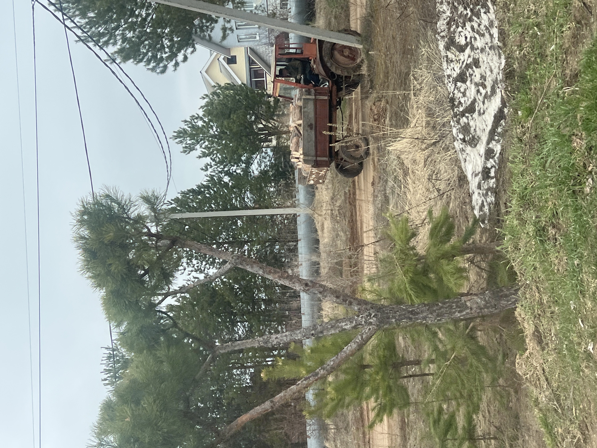 The image captures an outdoor rural or semi-rural scene under an overcast, light grey sky. In the mid-ground, an individual is seen operating an old, reddish-orange tractor, which is pulling a trailer loaded with cut logs or lumber. The tractor is situated on a dirt road or track, flanked by patches of dry, light-colored grass and some greener vegetation.
In the background, two houses are partially visible: one light blue-grey with white trim and a dark roof, and another yellow house with a dark roof, peeking through trees. Utility poles and power lines are prominent in the upper left and across the sky.
The scene is heavily forested with numerous pine trees, displaying vibrant green needles and textured bark. A long, grey pipe runs horizontally through the mid-ground, passing behind several trees. On the far right, a distinct white and black patterned object, resembling a large painted rock or natural formation, is visible amidst the vegetation.
The general atmosphere suggests a cool, temperate day, possibly in spring or autumn, given the mix of green and dry foliage. The diffuse lighting indicates an absence of direct sunlight. No discernible text is present in the image. The setting aligns with the provided context of Chaikovsky, Russia, evoking a functional, rustic environment.