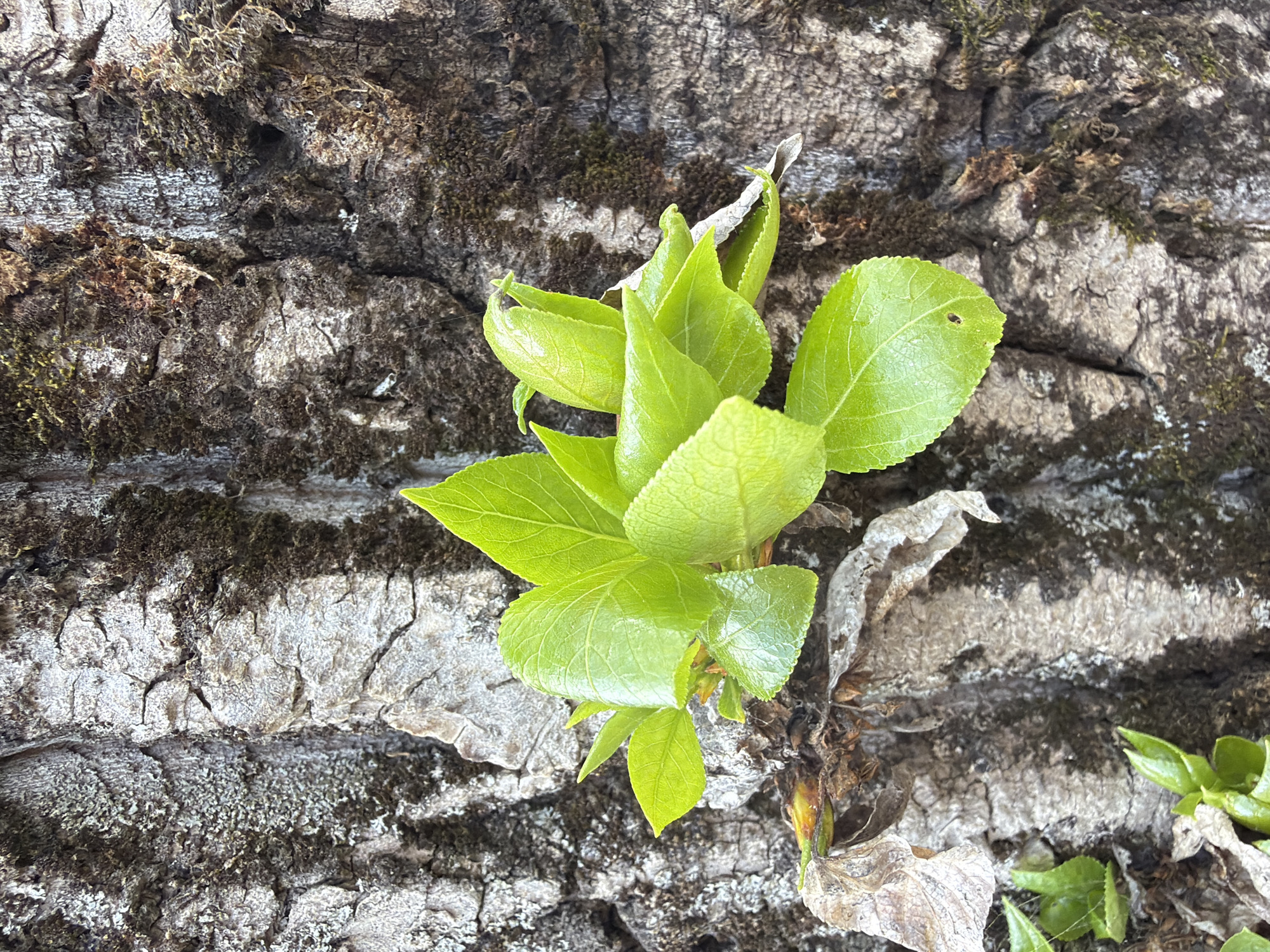 The image shows a cluster of bright green leaves sprouting from the bark of a tree. The bark is textured and covered in patches of moss. Based solely on the image, I cannot confirm the location as Votkinsk, Russia, nor can I provide any further details about people, subjects, objects, actions, or interactions without additional information.