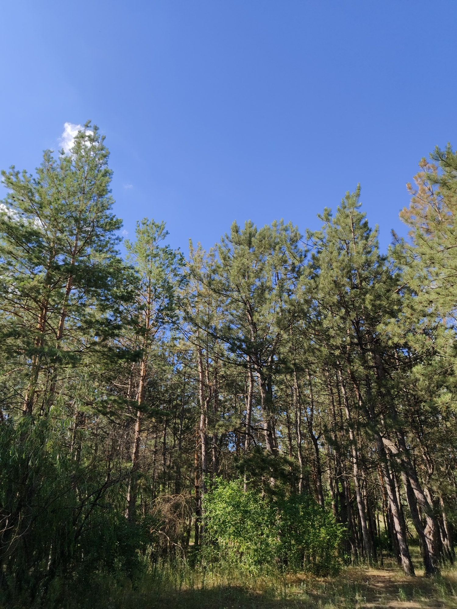 The media file depicts a forest scene under a clear blue sky. The foreground is filled with tall, slender pine trees, their green needles creating a dense canopy. Sunlight filters through the branches, casting dappled shadows on the ground. A path, worn into the earth, winds its way through the trees in the lower right portion of the image. The undergrowth is lush with green bushes and tall grasses. In the distance, the trees extend as far as the eye can see, creating a sense of depth. The time of day appears to be late morning or early afternoon, given the bright sunlight. The weather is clear and sunny. The location is a forest in Shyroke, Ukraine. No people, objects, or visible text are present in the image. The overall mood is peaceful and natural.