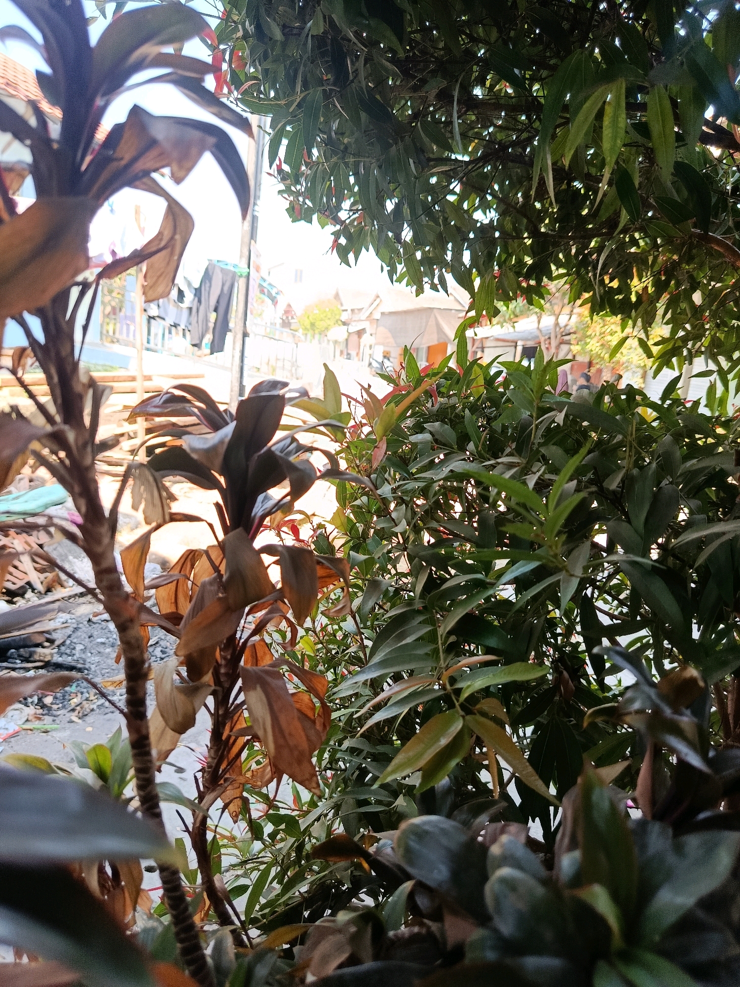 The image depicts an outdoor scene with dense foliage in the foreground, obscuring a view of a street in Jobokuto, Indonesia. A plant with dark, dry leaves is prominently featured on the left, with a healthier green plant to its right. Beyond the plants, a street is visible, lined with buildings and what appears to be laundry hanging on a clothesline. The sky is bright, suggesting daylight. No people are clearly discernible in the image. The overall impression is of a residential area with vegetation integrated into the urban landscape.
