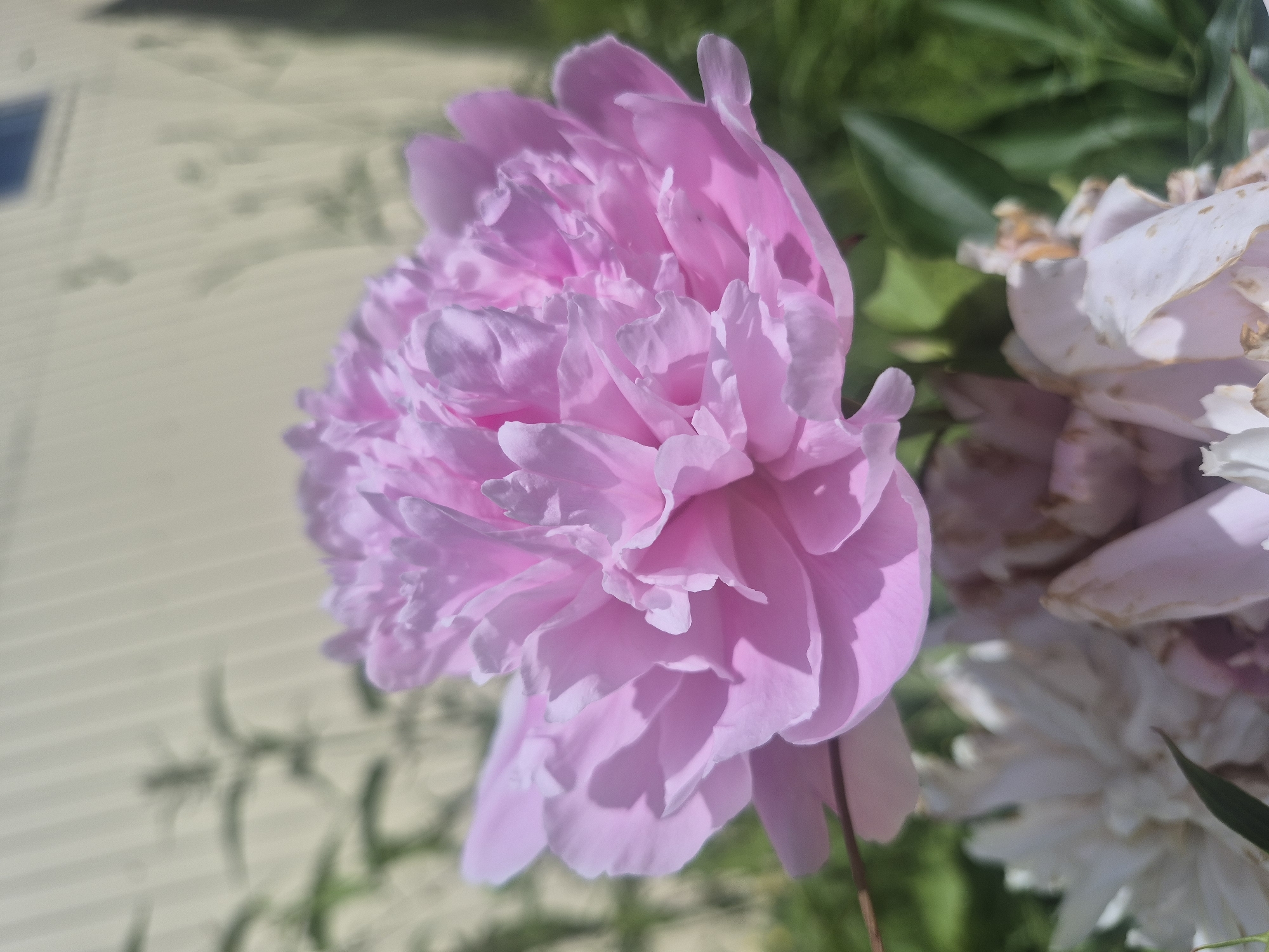The image shows a close-up of a vibrant pink peony flower in bloom. The flower has many layers of delicate petals, some of which are unfurling. The background is softly blurred, with hints of green foliage and a pale yellow structure, possibly a building or fence, with vertical lines and a dark rectangular shape visible at the top right, possibly a window. The lighting suggests it is a sunny day, casting subtle shadows on the petals. In the foreground, partially out of focus, are other peony flowers, some appearing white and others wilting and dried, showing the life cycle of the blooms. The overall impression is one of natural beauty and the passage of time in a garden setting. There is no identifiable human presence or action in the image.