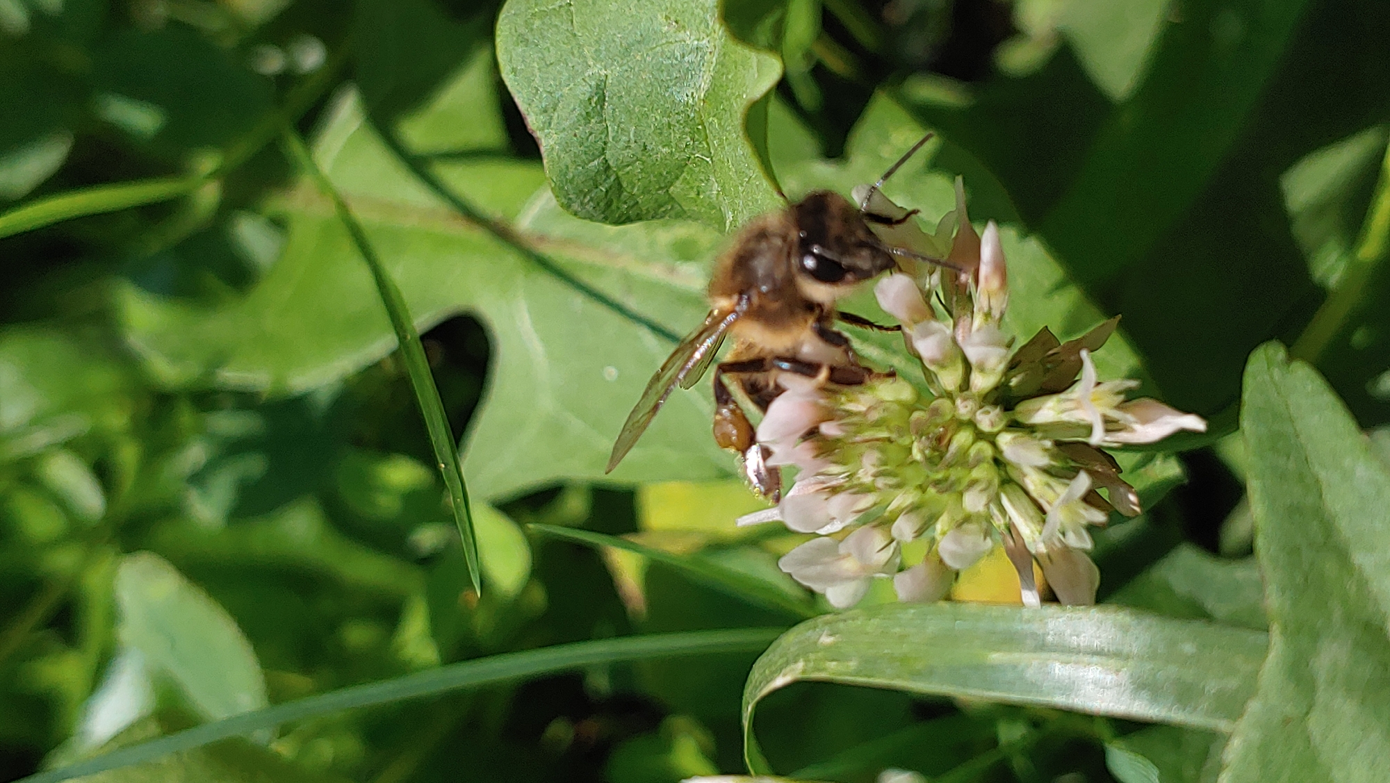 This is a close-up, vertical, outdoor photograph of a bee on a white clover flower. The bee, which is brown and fuzzy with translucent wings, is positioned on the right side of the flower head, appearing to be collecting nectar. The flower head is small and consists of numerous tiny white and pinkish blossoms. Green leaves and grass are visible in the background, creating a soft focus effect. The lighting suggests a sunny day. The image does not provide any specific information about its location in the city of Mukachevo, Ukraine.