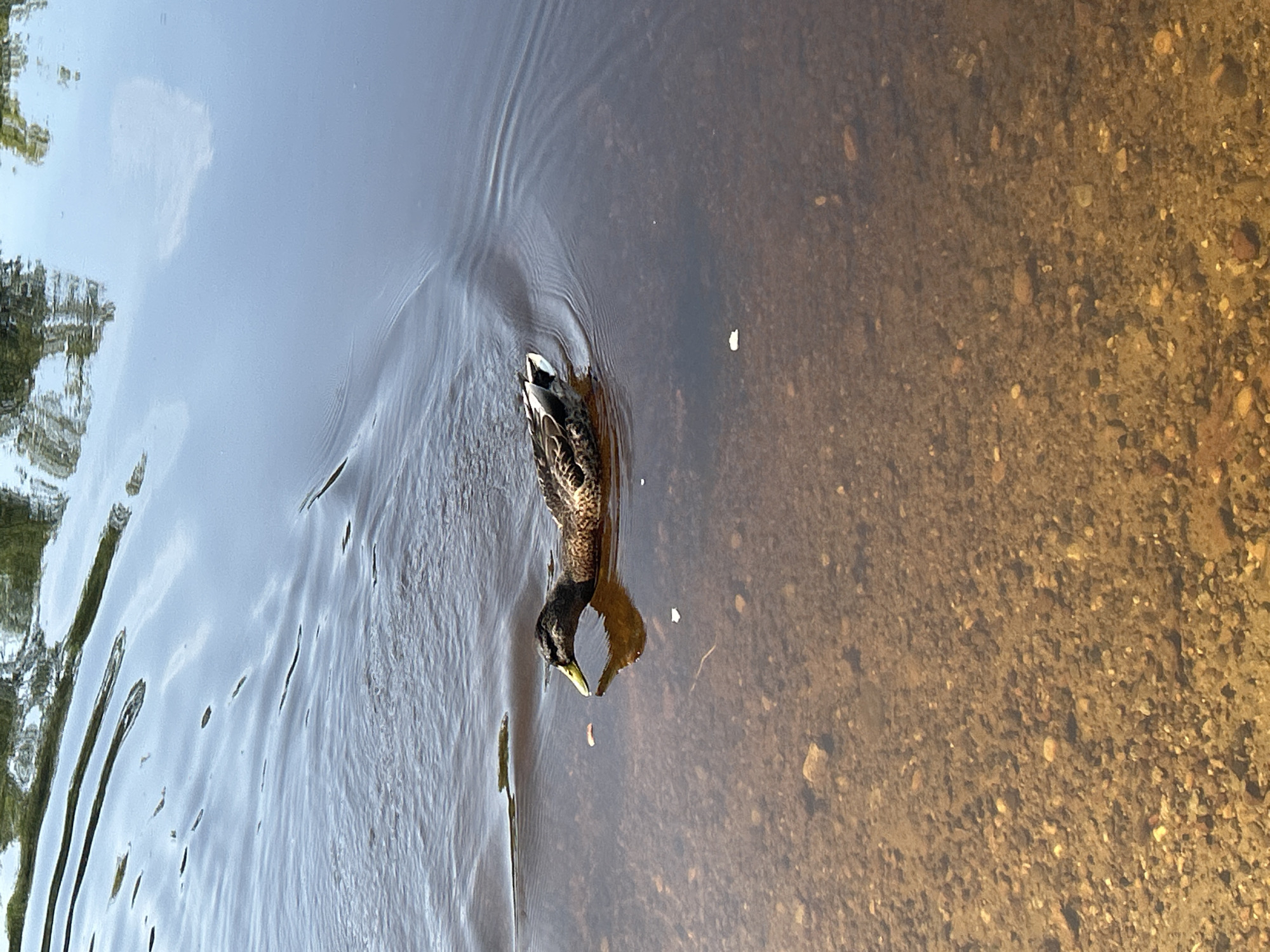 A single mallard duck swims in shallow, clear water over a gravelly bottom. The duck is facing left, its head down as if foraging. Sunlight reflects off the water's surface, and the distorted reflections of trees are visible. The scene is natural and appears to be in a body of water, possibly a river or lake, near the city of Krasnovishersk, Russia, given the context of the request.