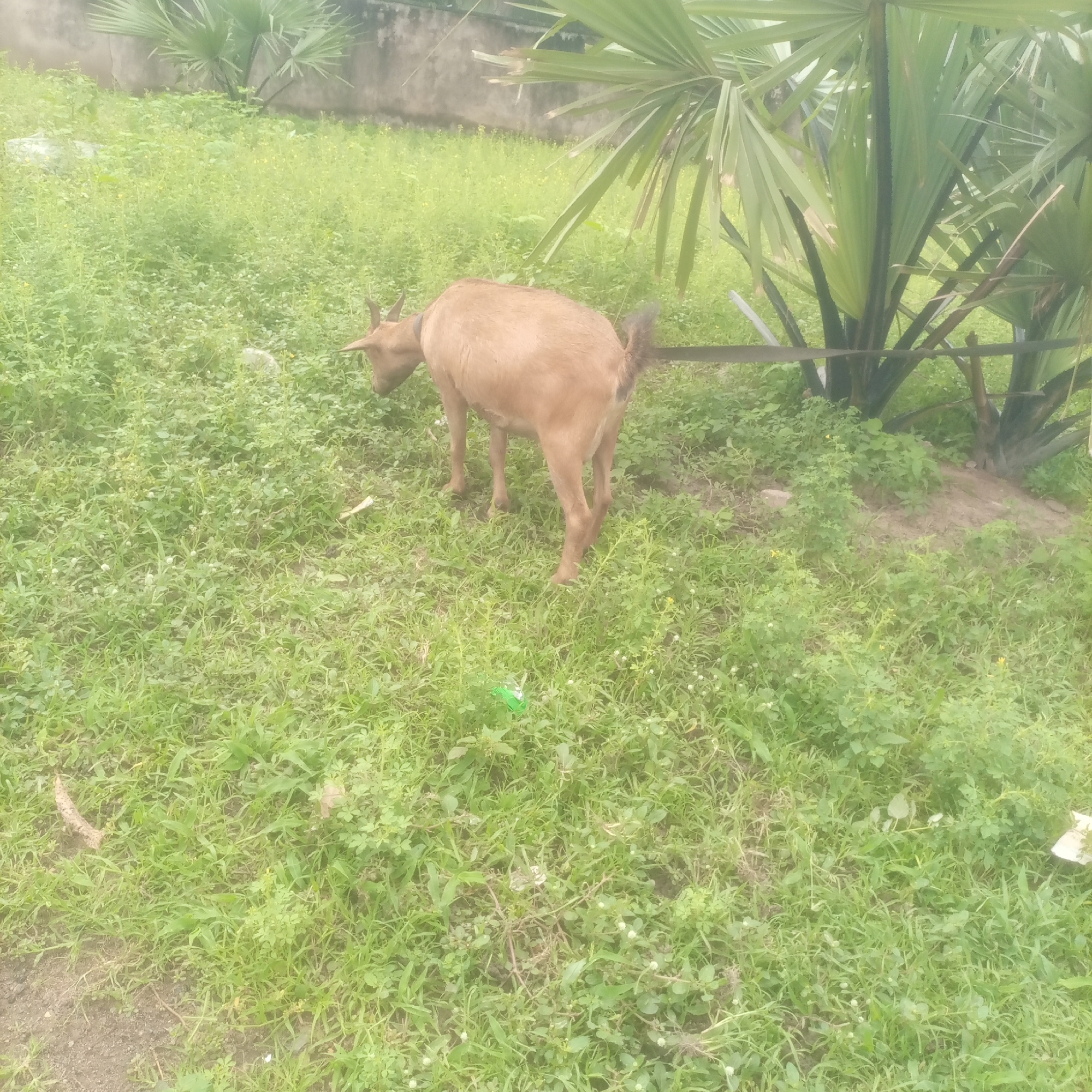 An adult brown goat is standing in a grassy area with scattered green plants and some palm fronds visible in the background. The goat is facing away from the camera, towards the left of the frame, with its head lowered as if grazing. A black collar is visible around its neck, and a dark line, possibly a rope or lead, extends from the goat towards the right. The environment appears to be an outdoor space in a tropical or subtropical climate, consistent with Jalingo, Nigeria, likely an uncultivated or semi-cultivated area. The ground is covered in green vegetation, with some bare earth visible. There are no people or other animals in the immediate vicinity of the goat.