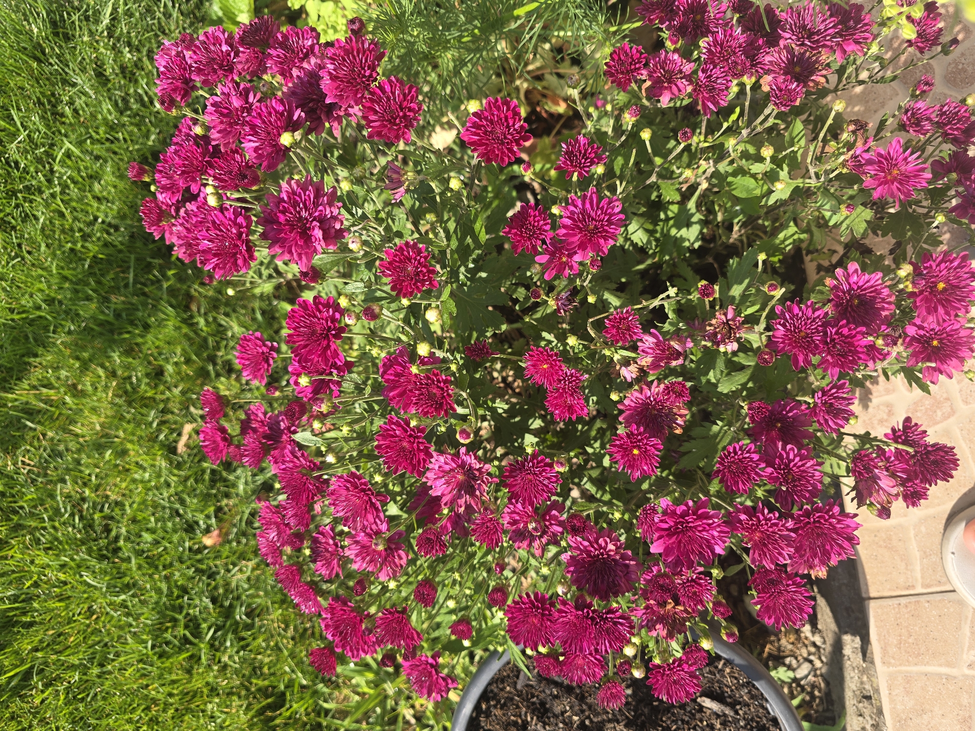 A bush of vibrant magenta chrysanthemums is in full bloom, with many flowers and buds. The bush is situated outdoors, with a well-maintained green lawn visible in the background. In the foreground, a section of light brown interlocking pavers and a dark gray planter containing soil are present. This scene appears to be in a garden or park setting, likely within the city of Golyanovtsi, Bulgaria, given the context.