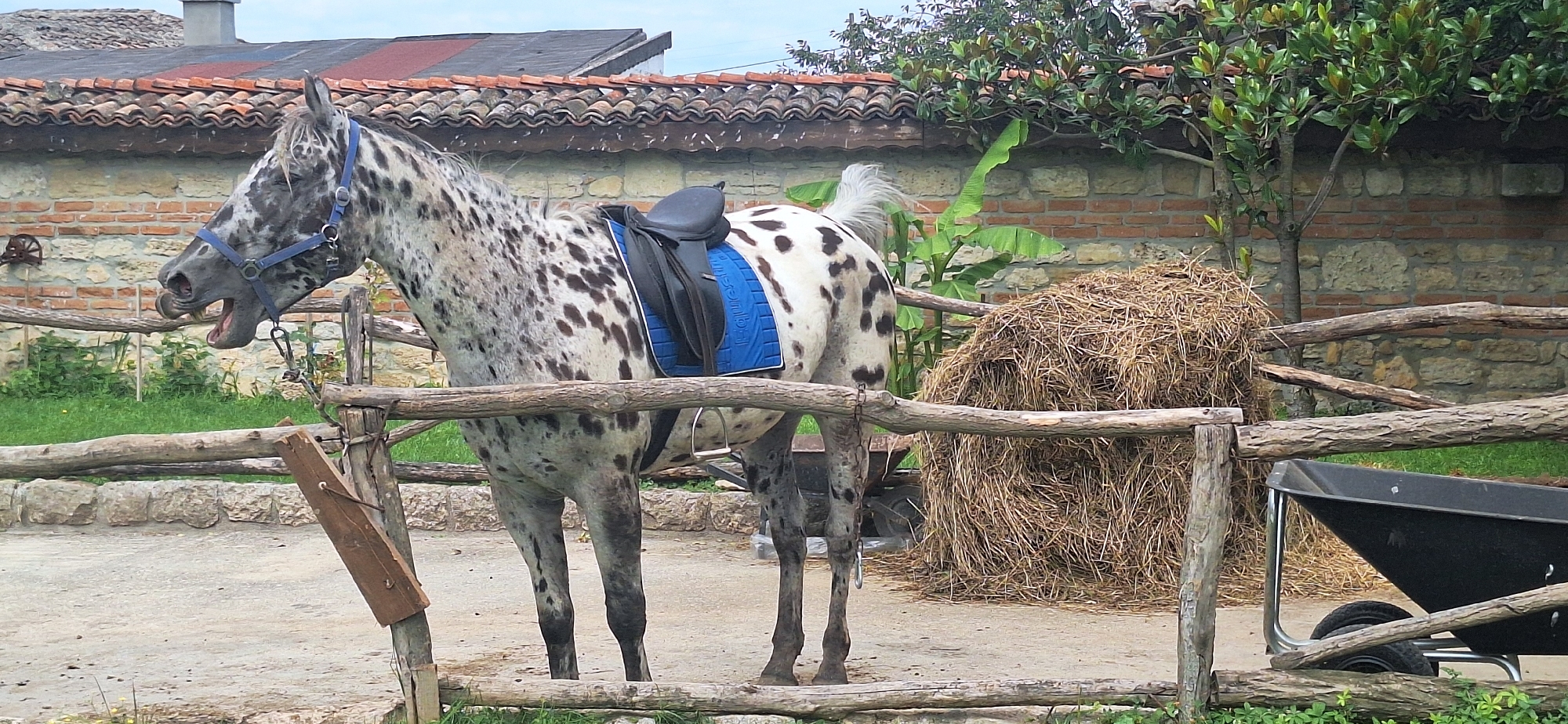 In Kalimantsi, Bulgaria, a dappled grey horse stands in an outdoor enclosure, its mouth open as if neighing. The horse is equipped with a blue halter and a black saddle with a bright blue saddle pad. Behind the horse, a large pile of hay is visible, next to a dark-colored wheelbarrow. The enclosure is bordered by a rustic wooden fence. The background features a brick wall and a tiled roof, suggesting a farm or stable setting. Green foliage and trees are also present, contributing to the rural atmosphere.