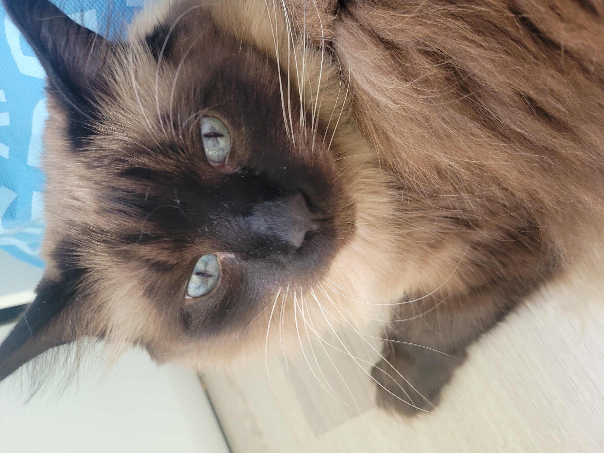 A close-up, eye-level shot features a Siamese cat with striking blue eyes and fluffy brown and tan fur. The cat is lying down on a light-colored, wood-like floor, with its head turned towards the camera. A portion of a bright blue fabric object, possibly a bag or cushion, is visible in the upper right background. The cat's long white whiskers are prominently displayed, fanning out from its muzzle. The lighting is soft, creating a gentle illumination that highlights the cat's features. The scene appears to be indoors, likely in a residential setting within the city of Jūrmala, Latvia. There are no people or other animals visible in the frame. The overall impression is one of domestic tranquility and a focus on the cat's expressive gaze.
