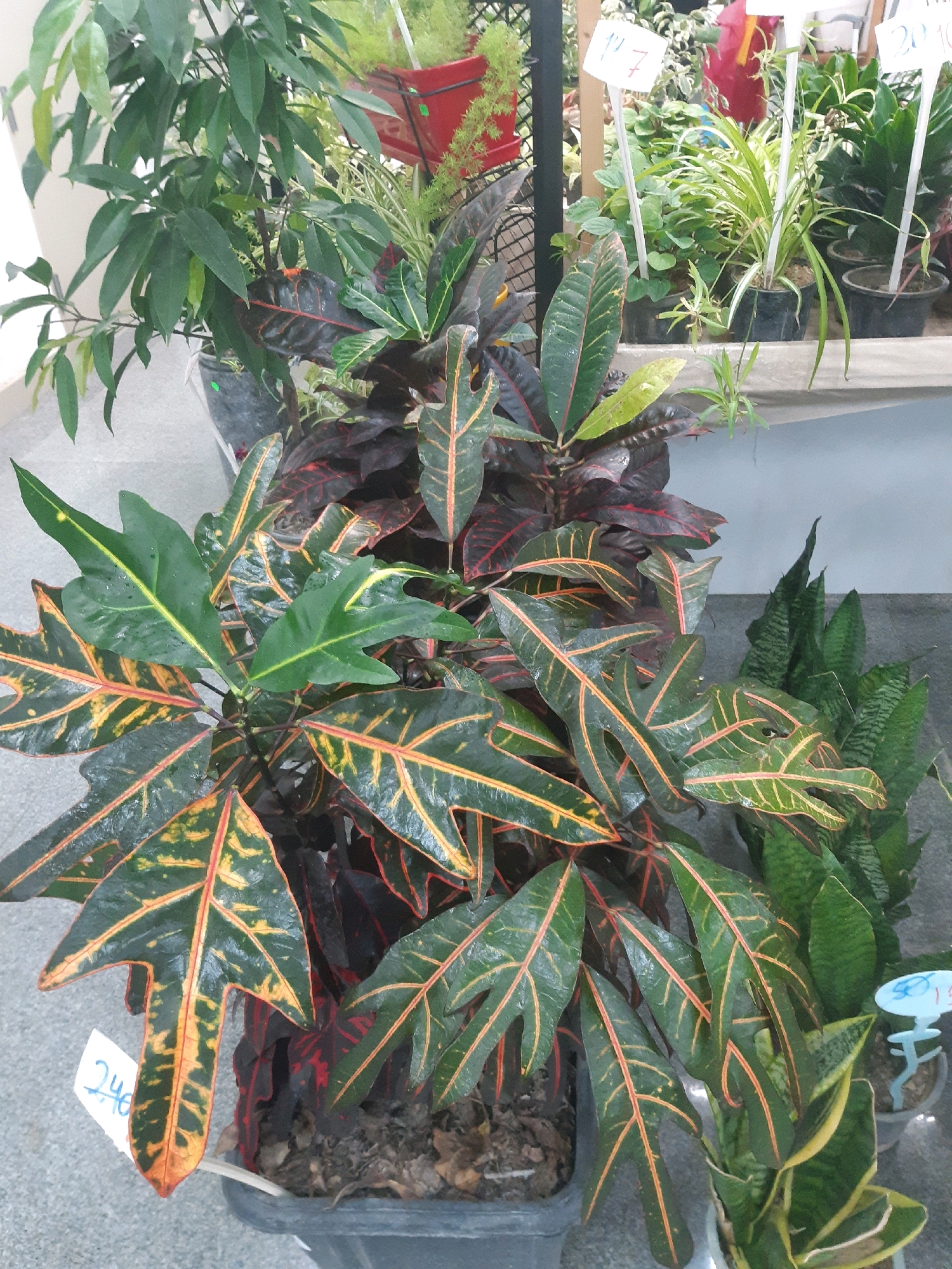 A close-up, slightly tilted medium shot captures an assortment of potted plants, primarily focusing on the foreground and mid-ground. The plants are situated outdoors, possibly at a plant nursery or market stall in Tbilisi, Georgia. The lighting suggests it is daytime, with diffused light.
In the foreground, a vibrant croton plant dominates, its large, waxy leaves a striking mix of deep green, dark red, and bright yellow-orange veins. Some leaves are wet, indicating recent watering or dew. To the left of the croton, a portion of a pot with a white tag marked "240" is visible.
Behind the croton, other plants are visible. A tall, leafy plant with dark green leaves stands to the left. In the mid-ground, more croton plants with similar colorful foliage are present. To the right, a snake plant with stiff, upright, sword-shaped leaves, variegated with green and yellow, is partially visible. In the background, other potted plants, a red planter, and white price tags are discernible. The overall environment appears to be an organized display of plants.