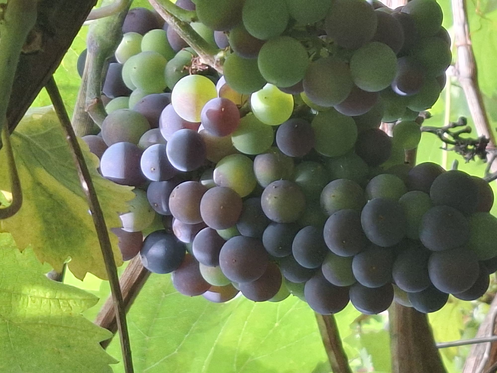 A close-up, vertical shot captures a cluster of ripening grapes hanging from a vine, interspersed with broad, green grape leaves and woody branches. The grapes exhibit a gradient of colors, ranging from deep purple and dark blue to lighter shades of purple and green. Some grapes appear plump and fully rounded, while others are slightly smaller and more oval. The lighting suggests an outdoor setting, with sunlight filtering through the leaves, casting dappled shadows and highlighting the glossy texture of the grapes. The background is blurred, indicating a shallow depth of field, which keeps the focus squarely on the grape cluster. The overall impression is one of natural abundance and the process of fruit maturation. The image does not contain any discernible elements that would allow for identification of its specific location within Almaty, Kazakhstan.