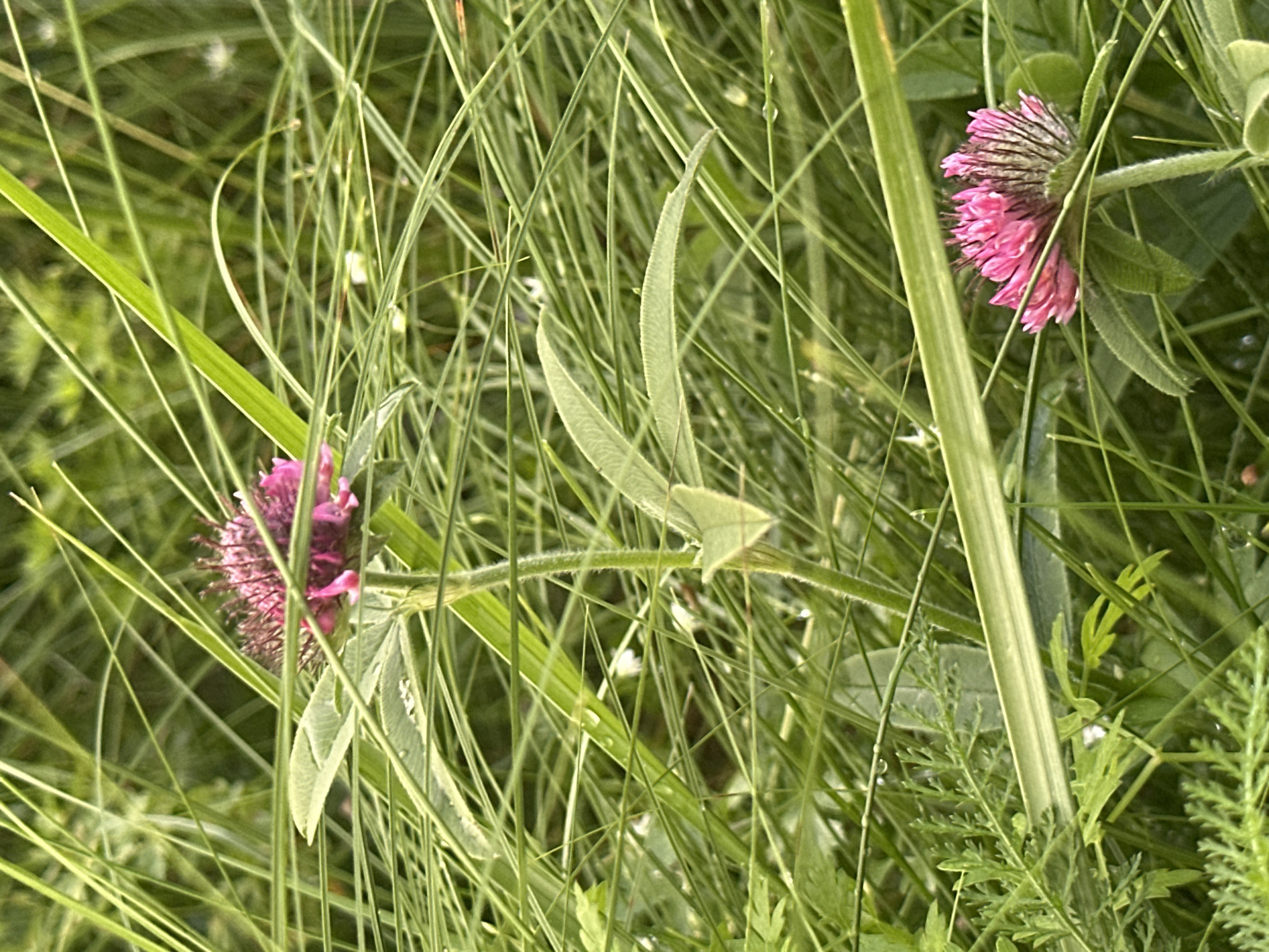 The image depicts a close-up view of two pink clover flowers nestled among tall, green grass. The flowers, with their distinctive rounded heads composed of numerous small florets, are the primary subjects. One flower is positioned in the upper portion of the frame, while the other is in the lower right. The grass is dense and appears slightly wet, with visible water droplets clinging to some blades, suggesting recent rain or dew. The background is a blur of green, indicating a natural outdoor setting, likely a field or meadow. The lighting is soft and diffused, contributing to the tranquil atmosphere. The composition is natural and unposed, emphasizing the beauty of the flowers within their grassy environment. There are no people or animals visible in the frame. The location is described as Unknown, Unknown.
