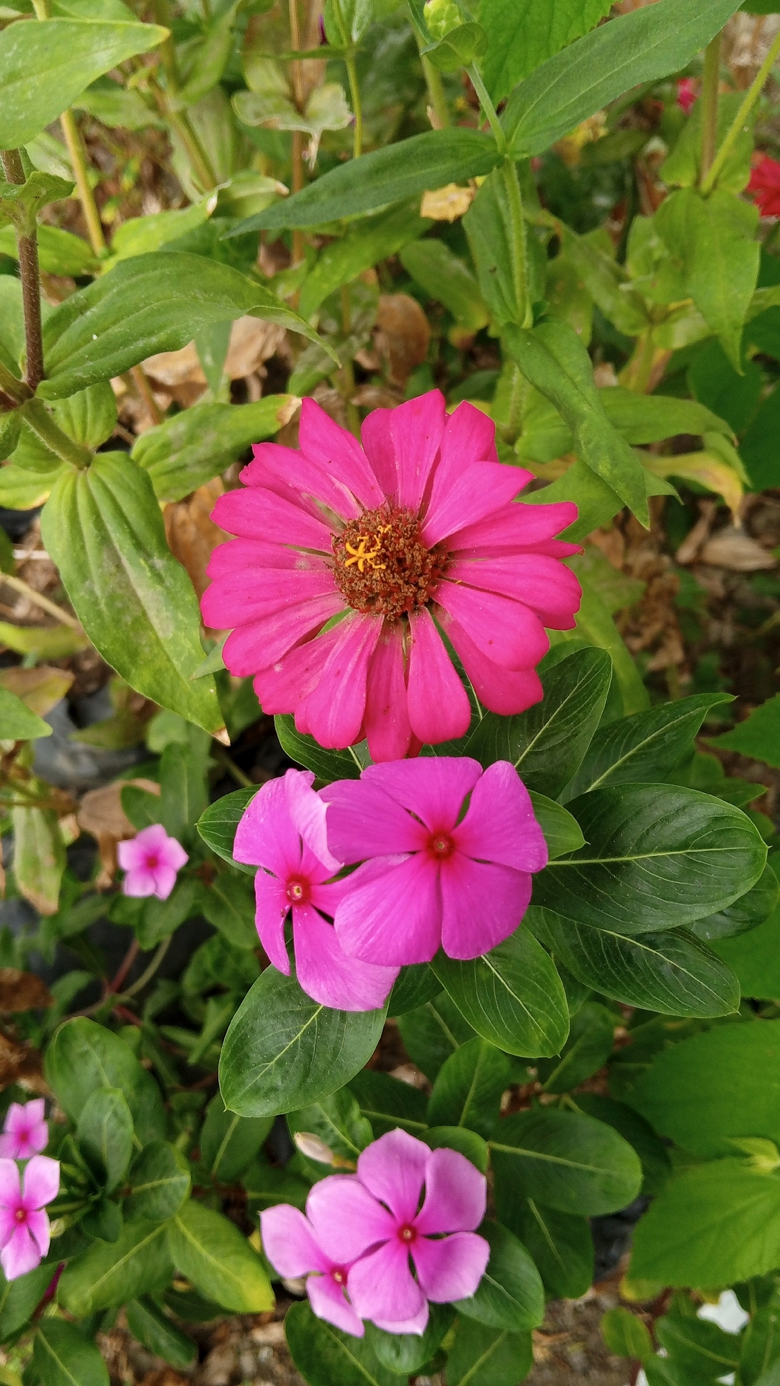 The image shows a close-up view of several pink flowers with green foliage in what appears to be a garden setting. In the foreground, there are two vibrant pink flowers, one larger with multiple petals and a darker center, and another slightly smaller with fewer, broader petals. Further down, there are more delicate pink flowers, some with five petals and a red center. The background consists of lush green leaves and stems, creating a natural and lively environment. The scene is likely located in the city of Cotpeutek, Indonesia, suggested by the context. There are no people, animals, or man-made objects visible, focusing the attention entirely on the floral display.