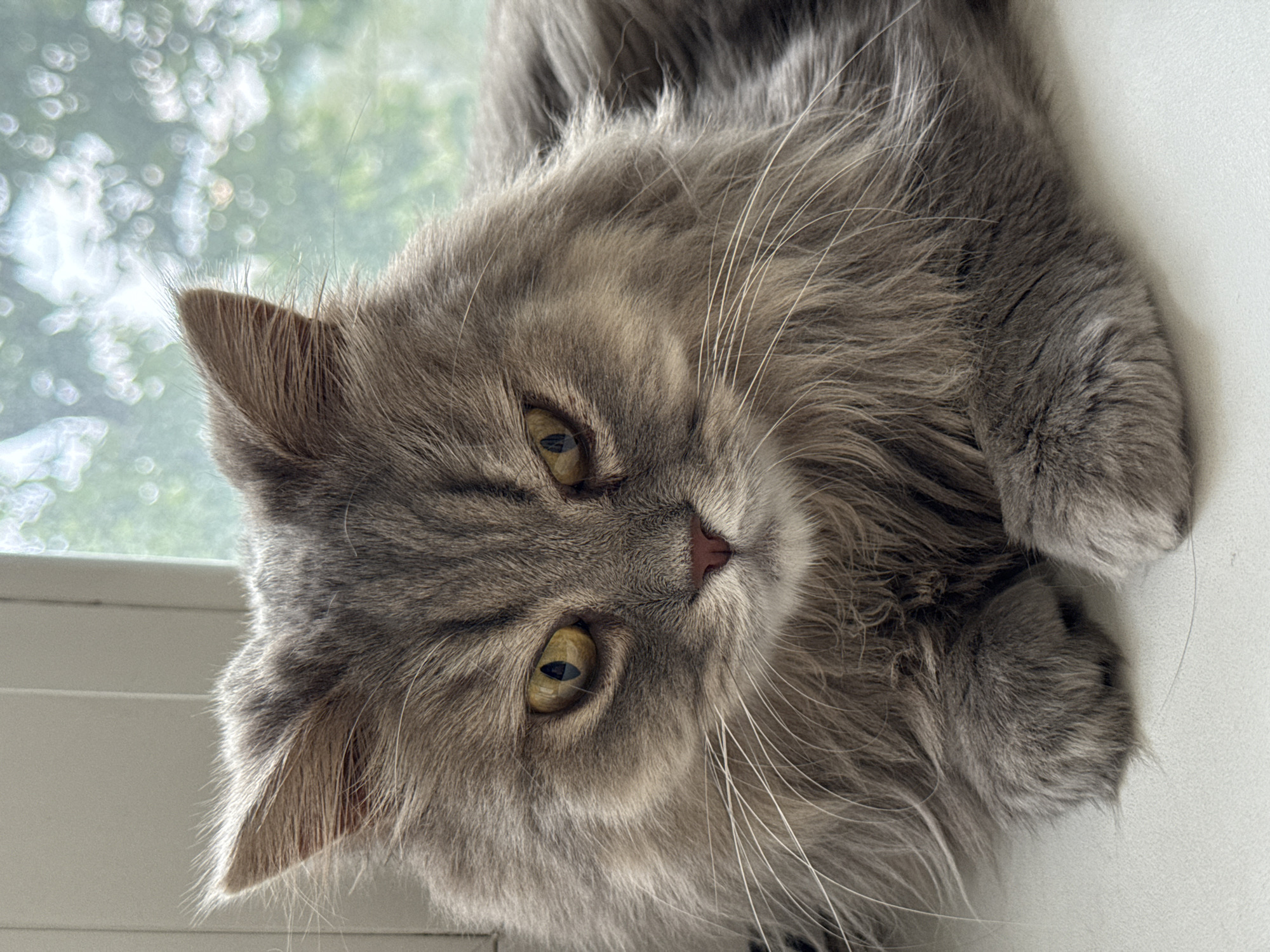 A long-haired gray cat with yellow eyes is lying on a white surface in front of a window. The background outside the window is blurred and appears to be green foliage with some white circular bokeh lights. The cat is facing the camera with its paws tucked underneath its body. The lighting is natural and comes from the window. The image is a close-up, focusing on the cat's face and upper body.