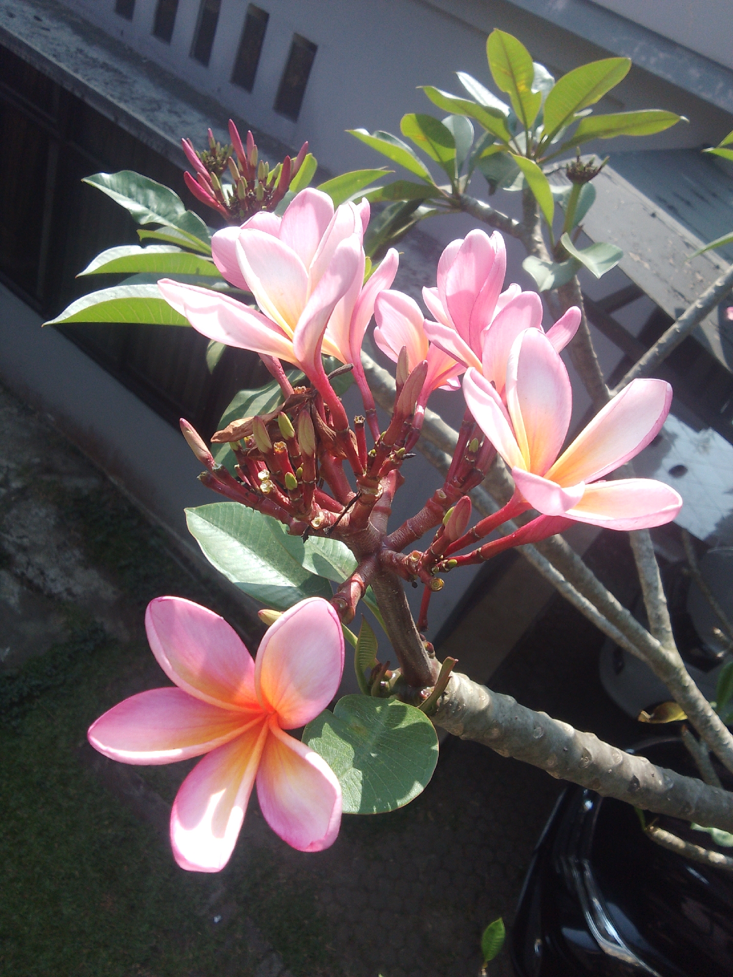 This is a close-up, high-angle shot of pink and yellow plumeria flowers and buds on a branch. The flowers are in various stages of bloom, with some fully open and others still budding. The petals are delicate and translucent, with a gradient of color from light pink at the tips to a deeper yellow at the base. The leaves are a deep green and have a waxy sheen. The branch is gnarled and woody, with several small buds and remnants of older blooms. In the background, a dark, mottled surface suggests a building or wall, with a hint of a dark object, possibly a vehicle, in the lower right corner. A patch of green grass is visible in the lower left. The scene is well-lit by sunlight, casting shadows on the flowers and leaves. The image appears to have been taken outdoors, in what is described as the city of Cisarua, Indonesia.