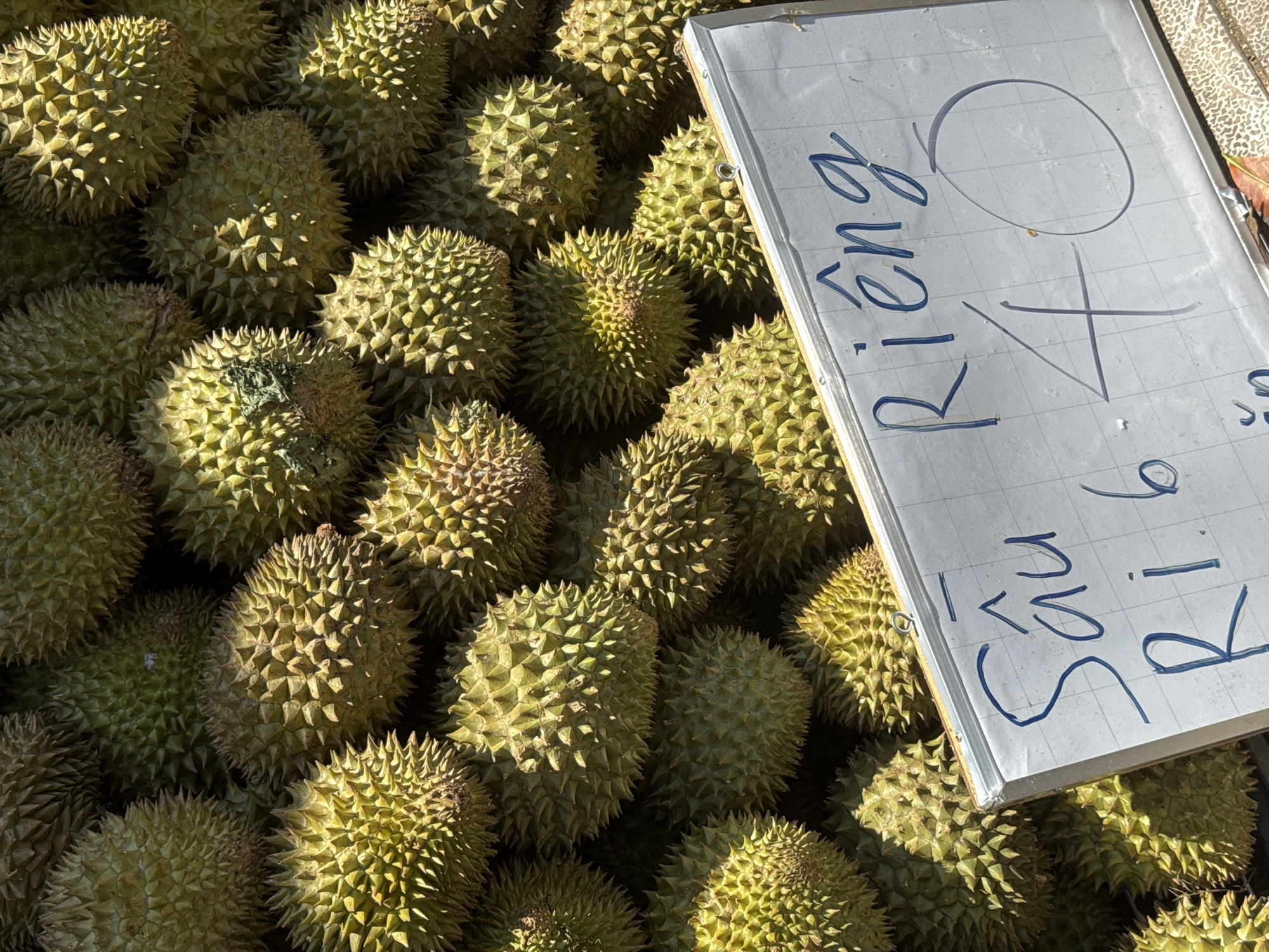 A close-up, eye-level shot captures a large pile of durian fruits, a spiky, green fruit, filling the frame. A white sign with blue handwritten text is placed in the foreground, angled upwards. The sign reads "Sầu Riêng 40". The durian fruits are densely packed, with their sharp spines clearly visible. Sunlight illuminates the fruits from the right, casting subtle shadows and highlighting their textured surfaces. The background consists of more durian fruits, creating a sense of abundance. The scene appears to be an outdoor market or stall, possibly in the city of Phú Thủy, Vietnam, given the Vietnamese text on the sign. No people are visible in the frame.