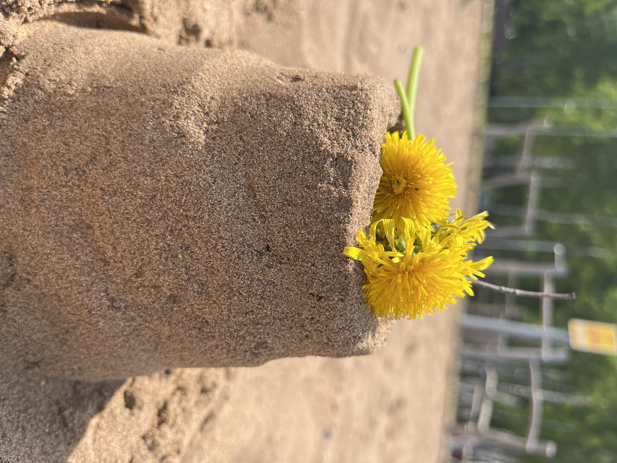 A close-up, low-angle shot captures a sandcastle adorned with several yellow dandelions. The sandcastle, appearing to be molded from damp sand, has a cylindrical shape with a slightly uneven top. Two bright yellow dandelions, one slightly larger than the other, are placed on top of the sandcastle, with their green stems extending across the surface. The sandcastle is situated on a sandy beach, with the texture of the sand clearly visible. In the background, the scene is softly blurred, suggesting a shallow depth of field. The background reveals hints of greenery, likely trees, and some indistinct structures, possibly part of a playground or park, bathed in daylight. The overall impression is one of a peaceful, outdoor setting, likely a beach or park area on a sunny day.