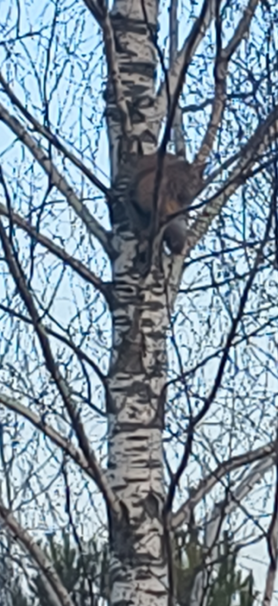 A squirrel perches on a birch tree in Фоки, Russia. The tree has a distinctive white bark with dark markings. The background shows bare tree branches against a pale blue sky.