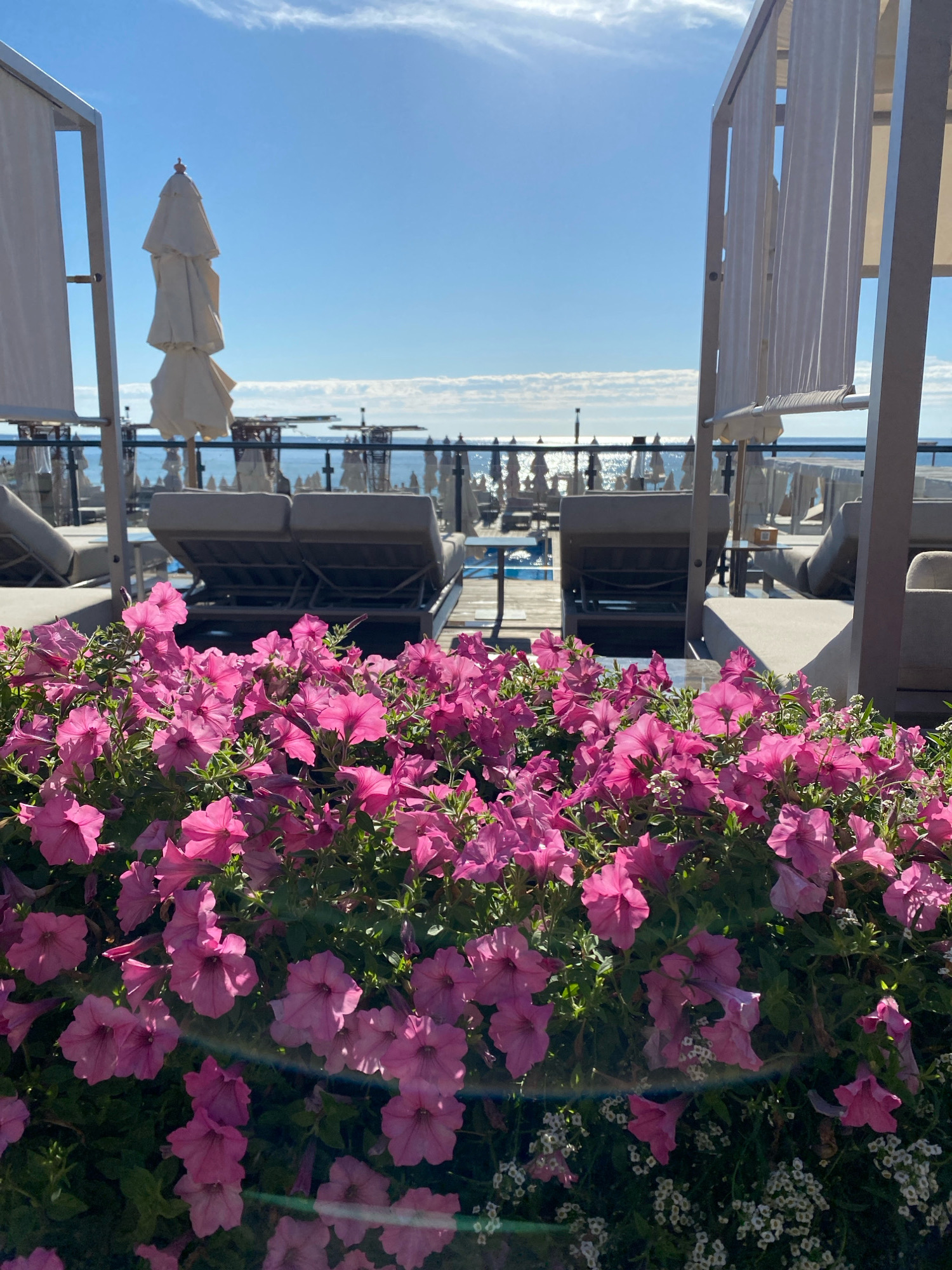 A sunlit outdoor scene features a foreground of abundant pink petunias with some smaller white flowers. Behind the flowers, a resort-like setting is visible with lounge chairs, umbrellas, and cabanas. The background shows the sea under a bright blue sky with scattered clouds. The scene is not located in Odesa, Ukraine.