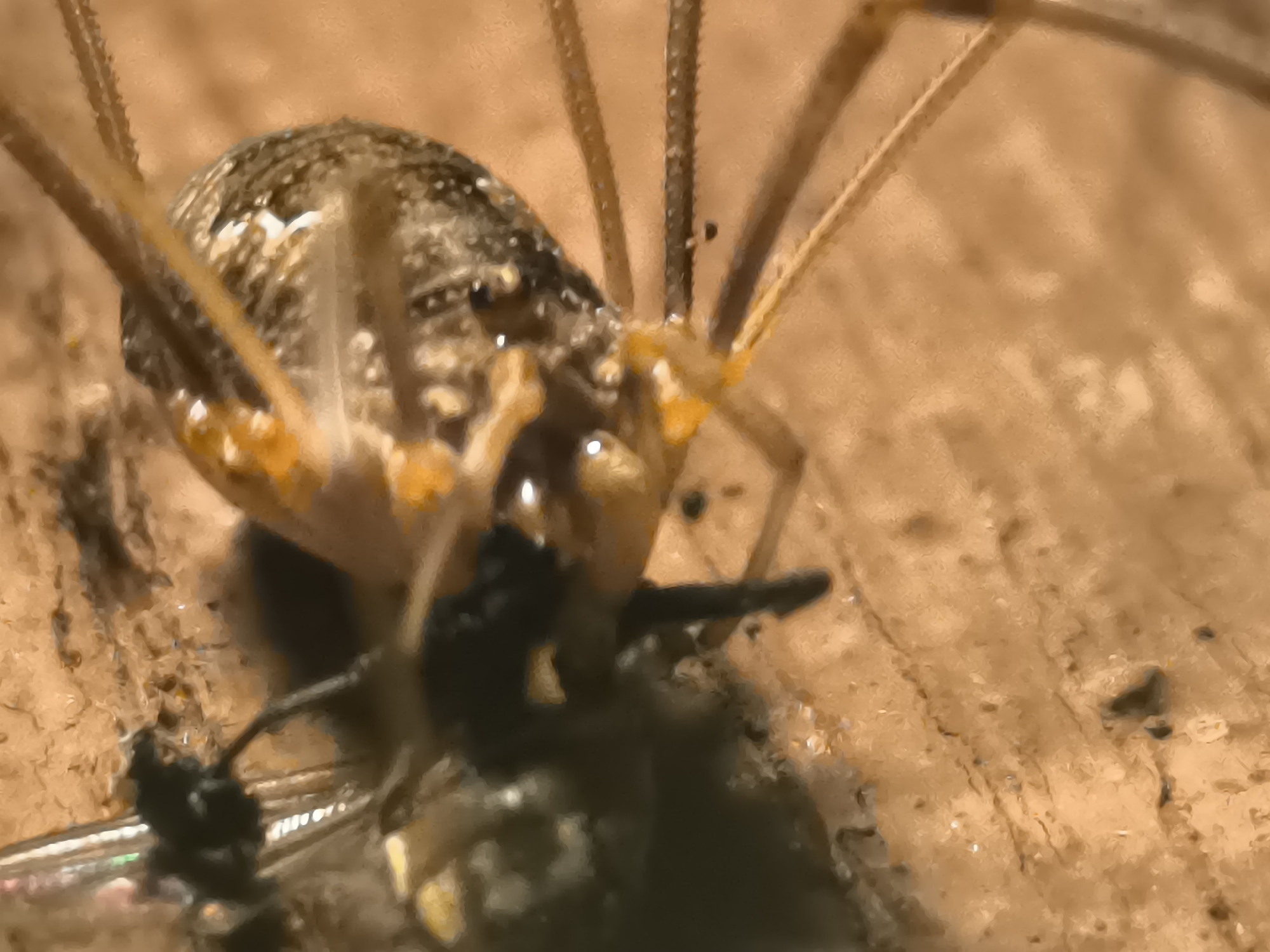 The image shows a close-up view of a harvestman (Opiliones) consuming a fly. The harvestman has a mottled brown and tan body with eight long, segmented legs. Its pedipalps are visible, near its mouthparts, and appear to be manipulating the prey. The fly is dark-colored and appears to be partially dissected. The background is a rough, textured surface that appears to be wood. The scene is lit with artificial light, creating strong highlights and shadows. There are no visible signs of human presence, and the image is devoid of any contextual information relating to the city of Кашино, Russia.
