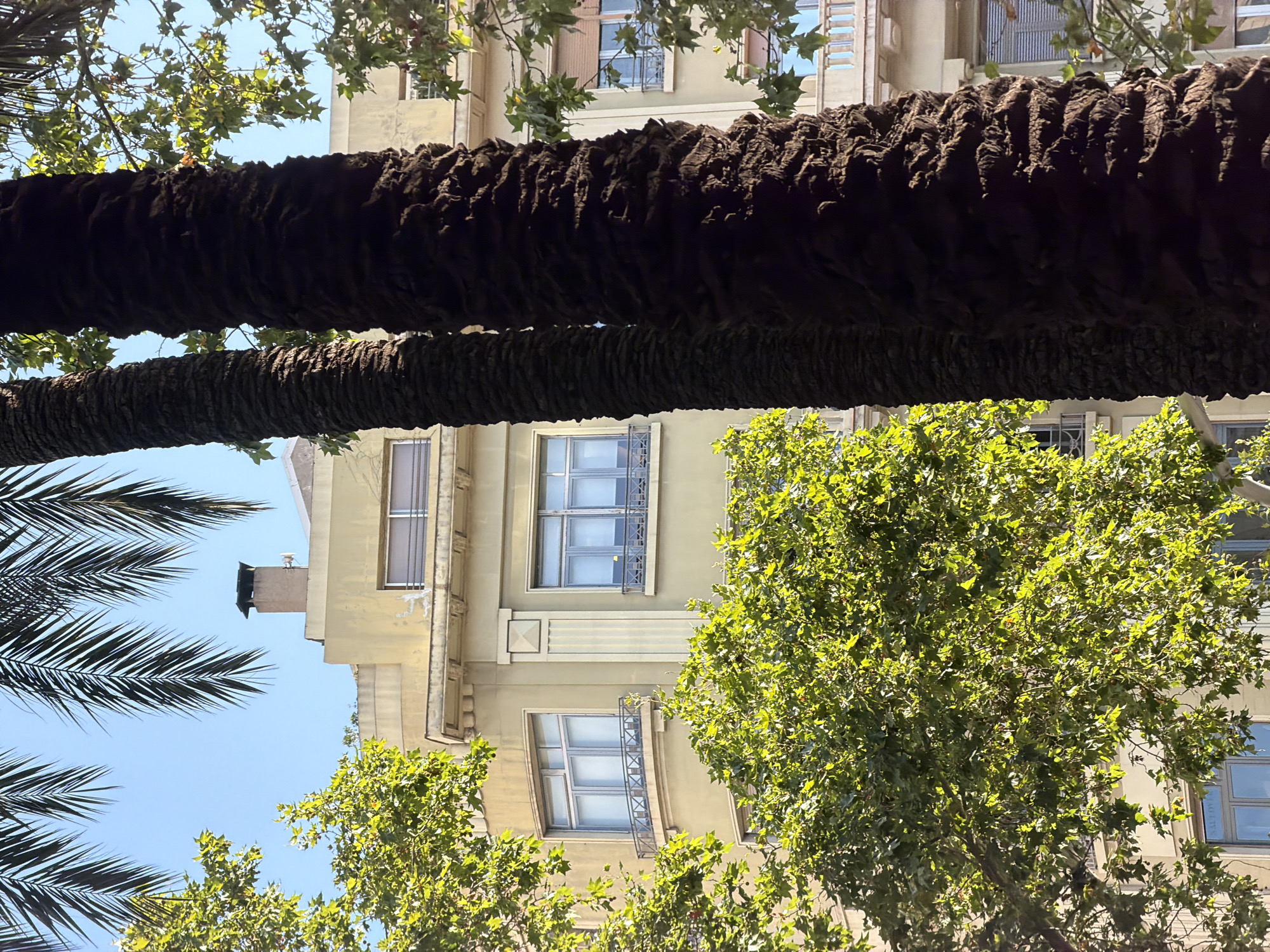 This media file depicts an upward-looking view of a street scene in Barcelona, Spain, on a clear, sunny day. The foreground is dominated by the textured trunks of two palm trees, their rough bark contrasting with the smooth facade of a building in the background. The building, a pale yellow, appears to be several stories high and features numerous windows with distinctive metal grates and shutters. Lush green trees with broad leaves are interspersed between the palm trees and the building, suggesting a warm climate and possibly a European architectural style. The bright blue sky is visible above the foliage. There is no visible text in the image. The scene conveys a sense of urban nature, where trees are integrated into the city landscape, creating a pleasant and shaded environment. The angle of the shot, looking upwards, emphasizes the height of the trees and buildings and the expanse of the sky.