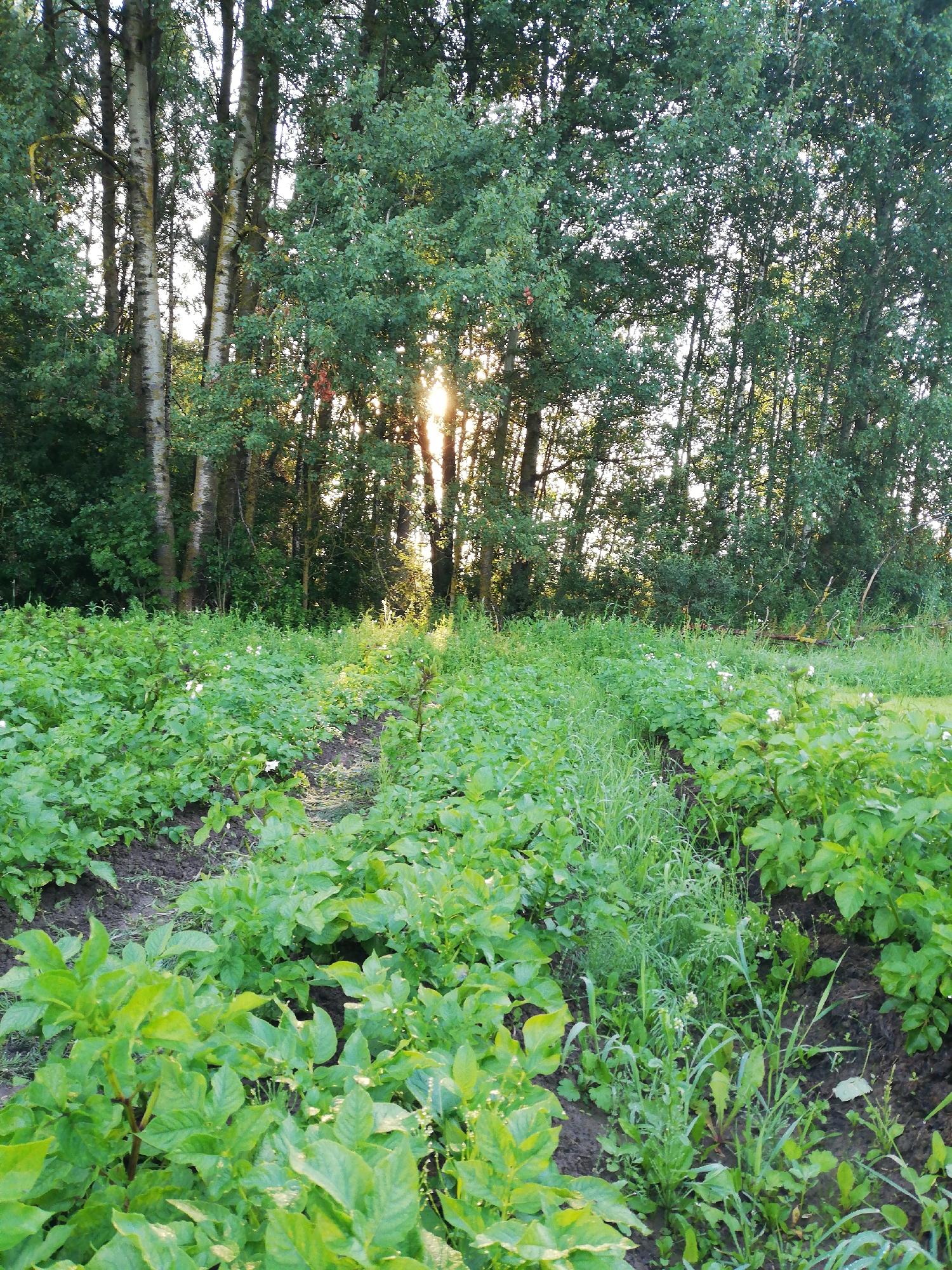 The image depicts a field of potato plants with rows of foliage stretching into the distance. The plants are lush green and appear healthy, with some small white flowers visible among the leaves. The field is bordered by a dense line of trees, their trunks and branches creating a natural backdrop. Sunlight filters through the leaves of the trees, casting dappled light on the potato plants and creating a warm, inviting atmosphere. The ground is dark earth, indicating fertile soil. The scene is likely a rural setting, possibly a farm or garden, in the vicinity of Новапагосцкі сельскі Савет, Belarus. There are no people or animals visible in the image. The overall impression is one of natural beauty and agricultural productivity.