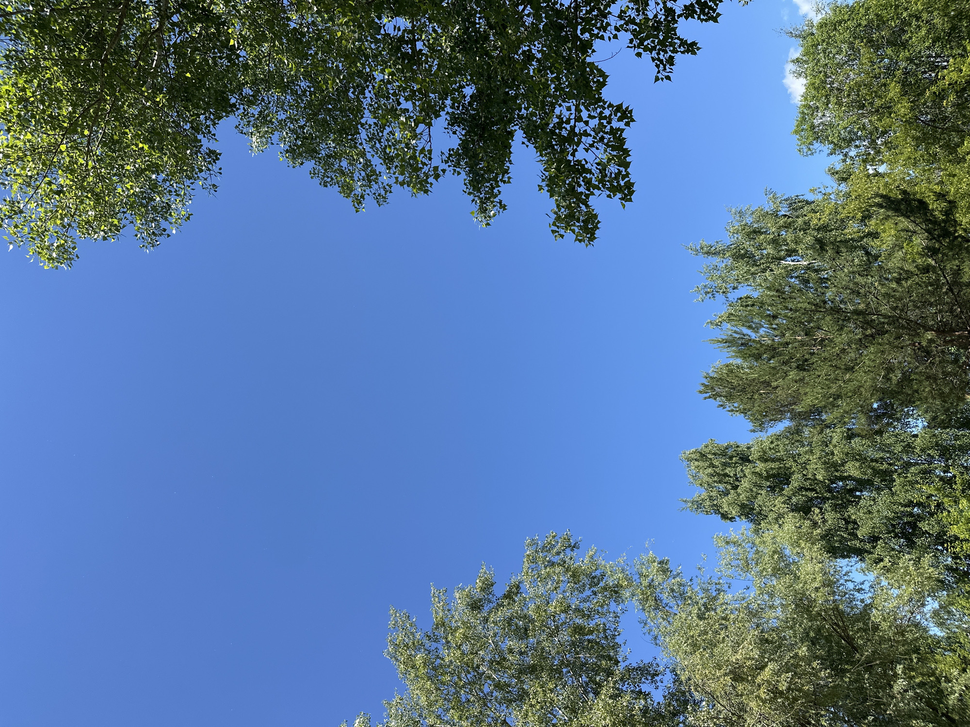 A bright blue sky fills the majority of the image, with the tops of several lush green trees framing the bottom and sides. On the left side, a lighter-colored tree with delicate leaves is visible, while on the right, a denser tree with darker green foliage extends into the frame. In the bottom section, a variety of trees create a dense line of green, with a tall, slender tree in the center, flanked by broader trees. The scene appears to be an outdoor location in Chaikovsky, Russia, possibly a park or residential area, given the presence of well-maintained trees against a clear sky, indicative of a pleasant day. There are no people or animals visible in the image.