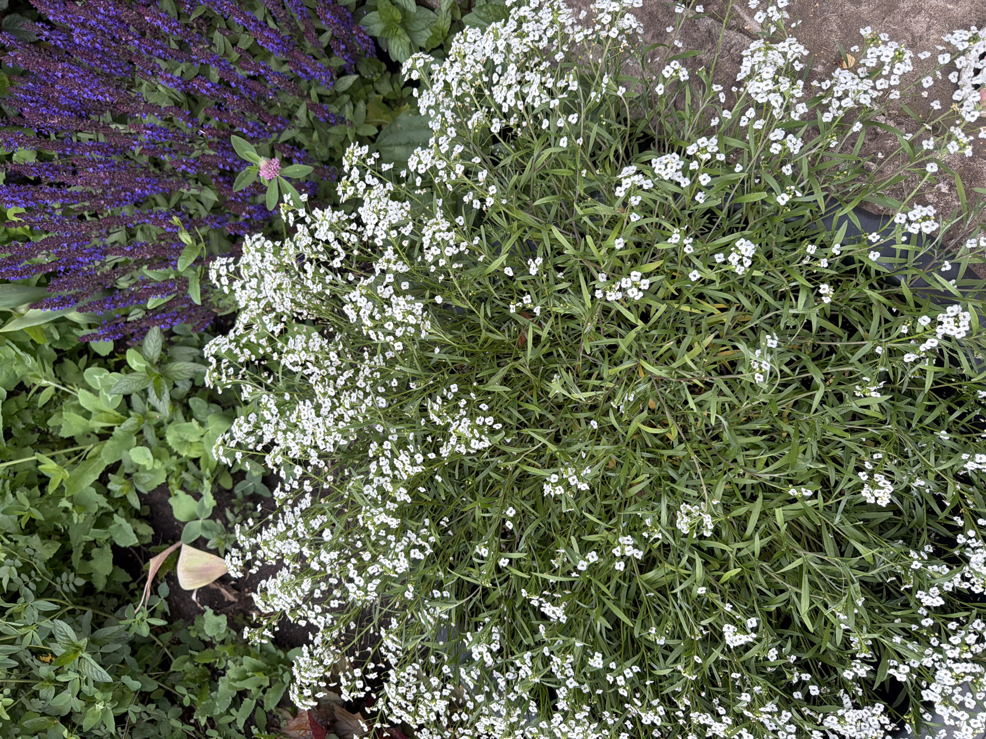 This image depicts a close-up view of a garden bed featuring a prominent cluster of white alyssum flowers in the foreground. The alyssum plant is densely packed with small white blossoms and long, slender green leaves. In the background, to the right, is a patch of tall purple salvia flowers. To the left and behind the alyssum, various other green plants and foliage are visible, creating a layered effect. The ground beneath the plants is dark soil, and a portion of a rough, textured path or stone is visible on the right edge of the frame. The overall scene is a natural outdoor setting, likely a garden or park. The location is identified as being in the city of Sukhodol, Russia. There are no people or animals present in the image, and no discernable actions or interactions are taking place. The image is a static capture of a garden in bloom.