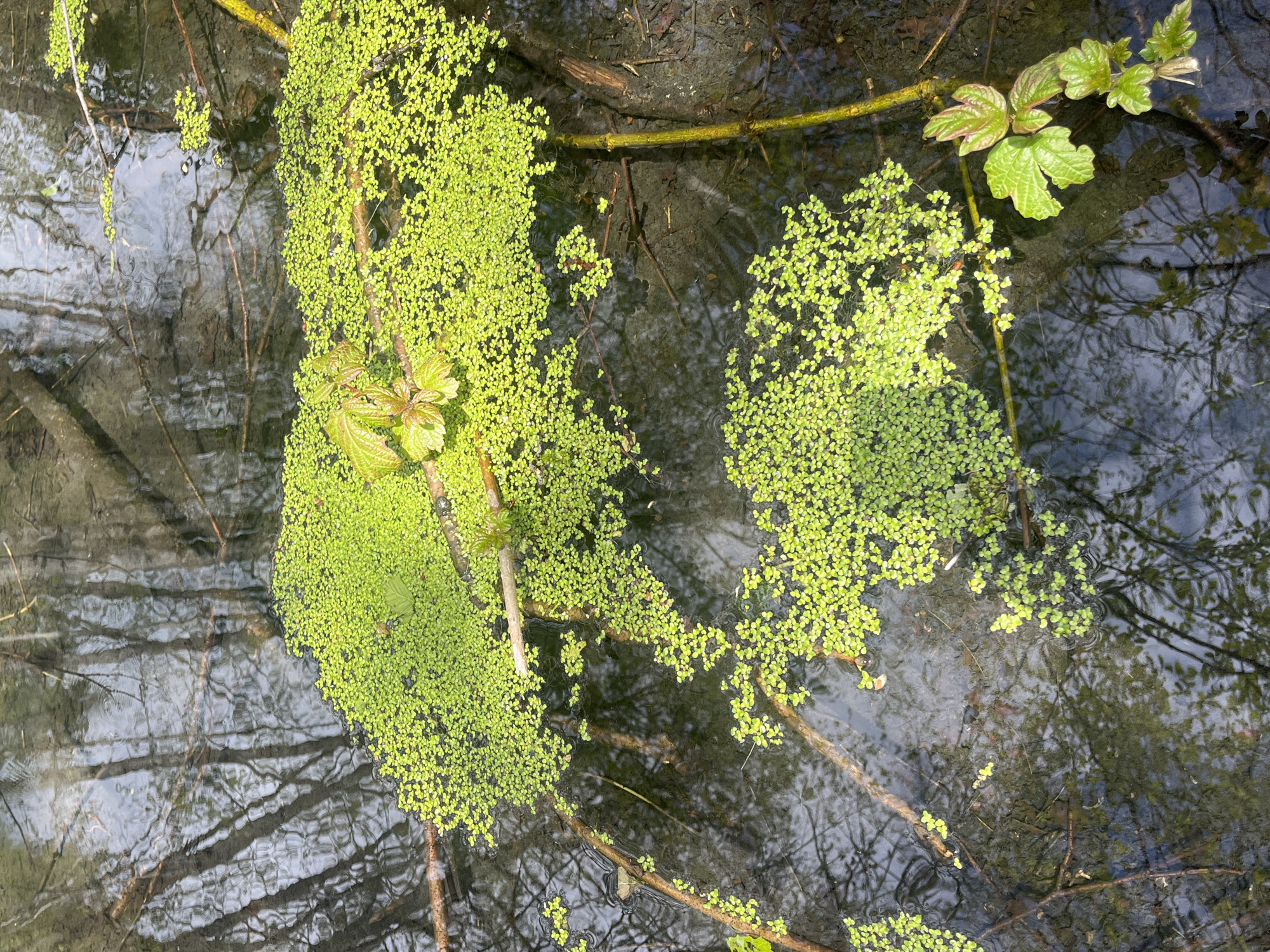 The image depicts a body of water, possibly a pond or stream, located in an area with trees, inferred from the reflection of branches and foliage in the water. Patches of duckweed, a small, floating aquatic plant, are visible on the surface of the water. There are also some terrestrial plants, with green leaves, partially submerged in the water. Additionally, there are branches and twigs that are either floating or submerged. The reflection suggests that the location is possibly situated within the city of Unknown, Unknown as requested.